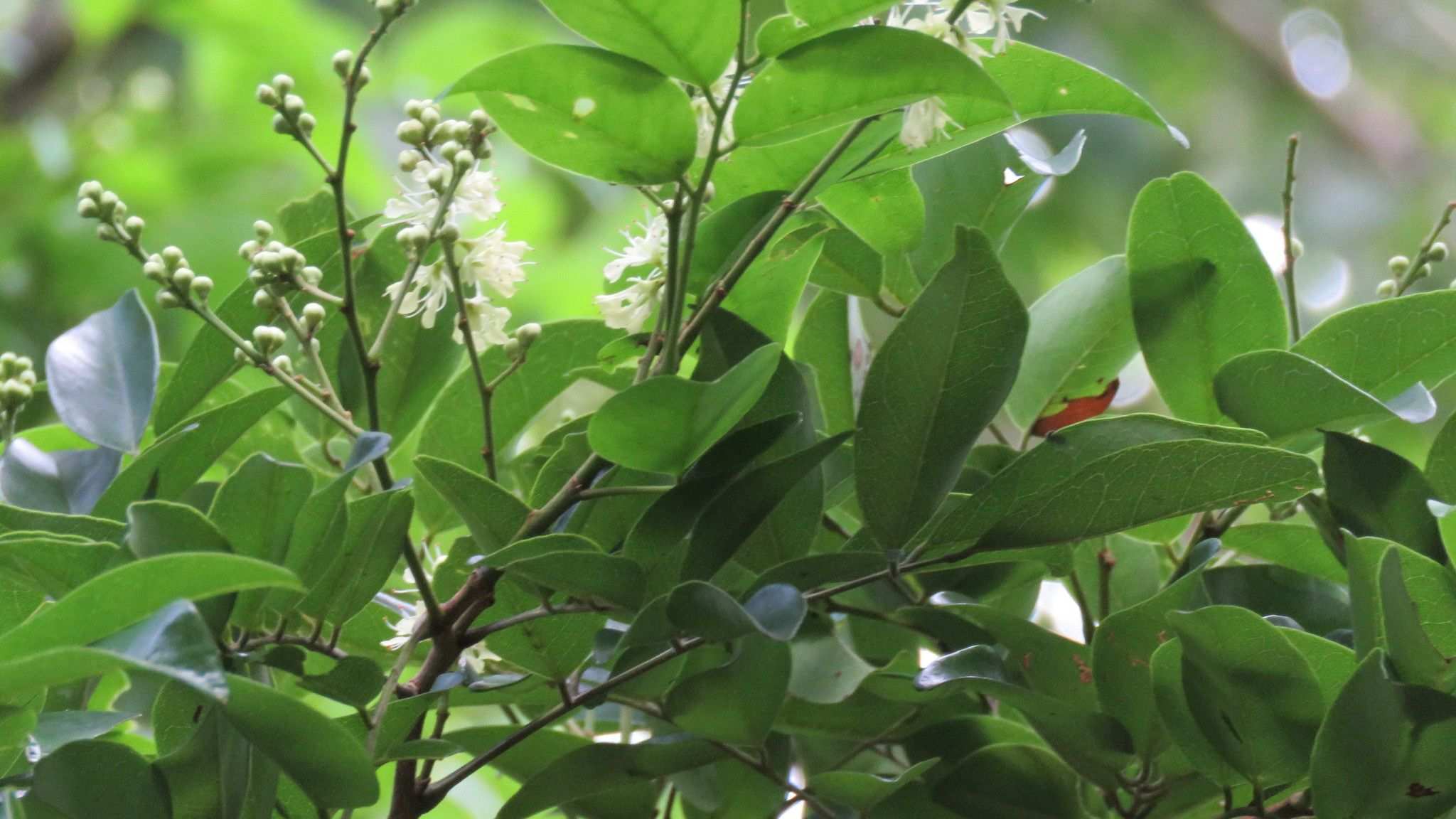 Leptolobium panamense