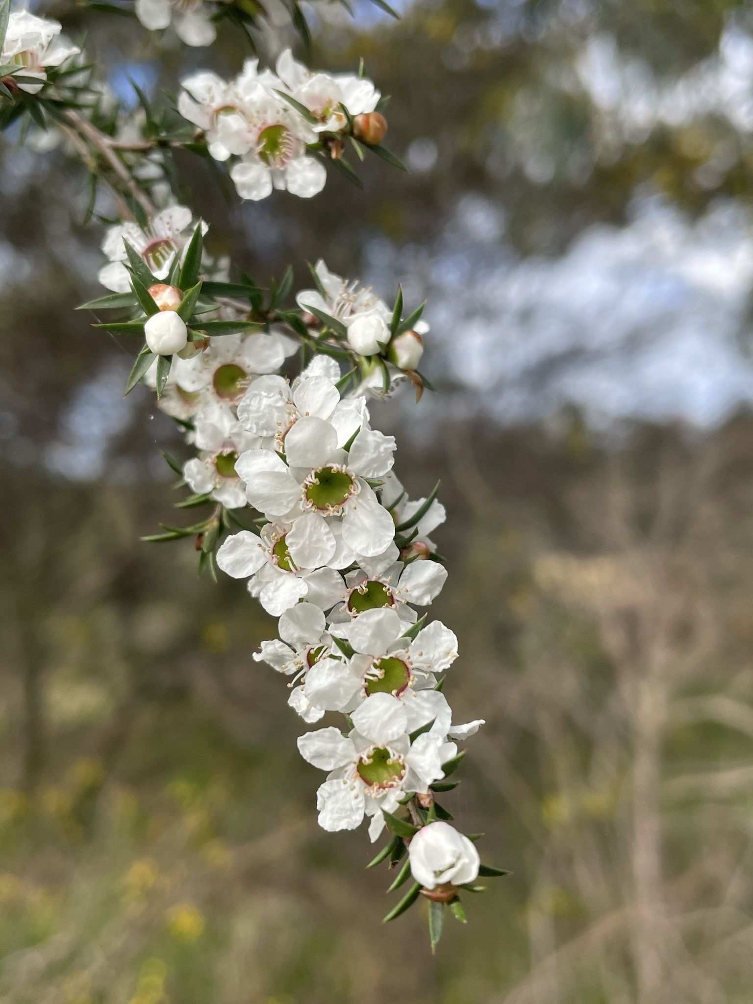 Leptospermum continentale