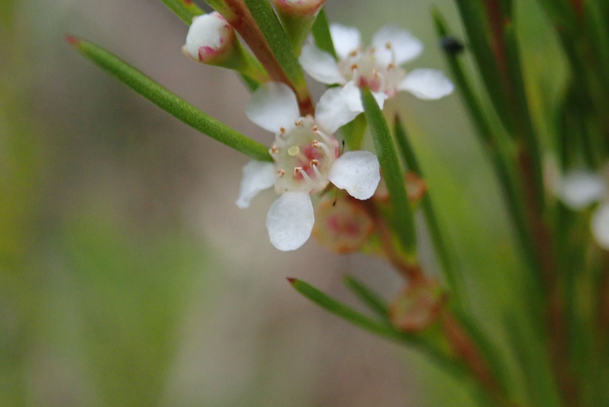 Leptospermum juniperinum