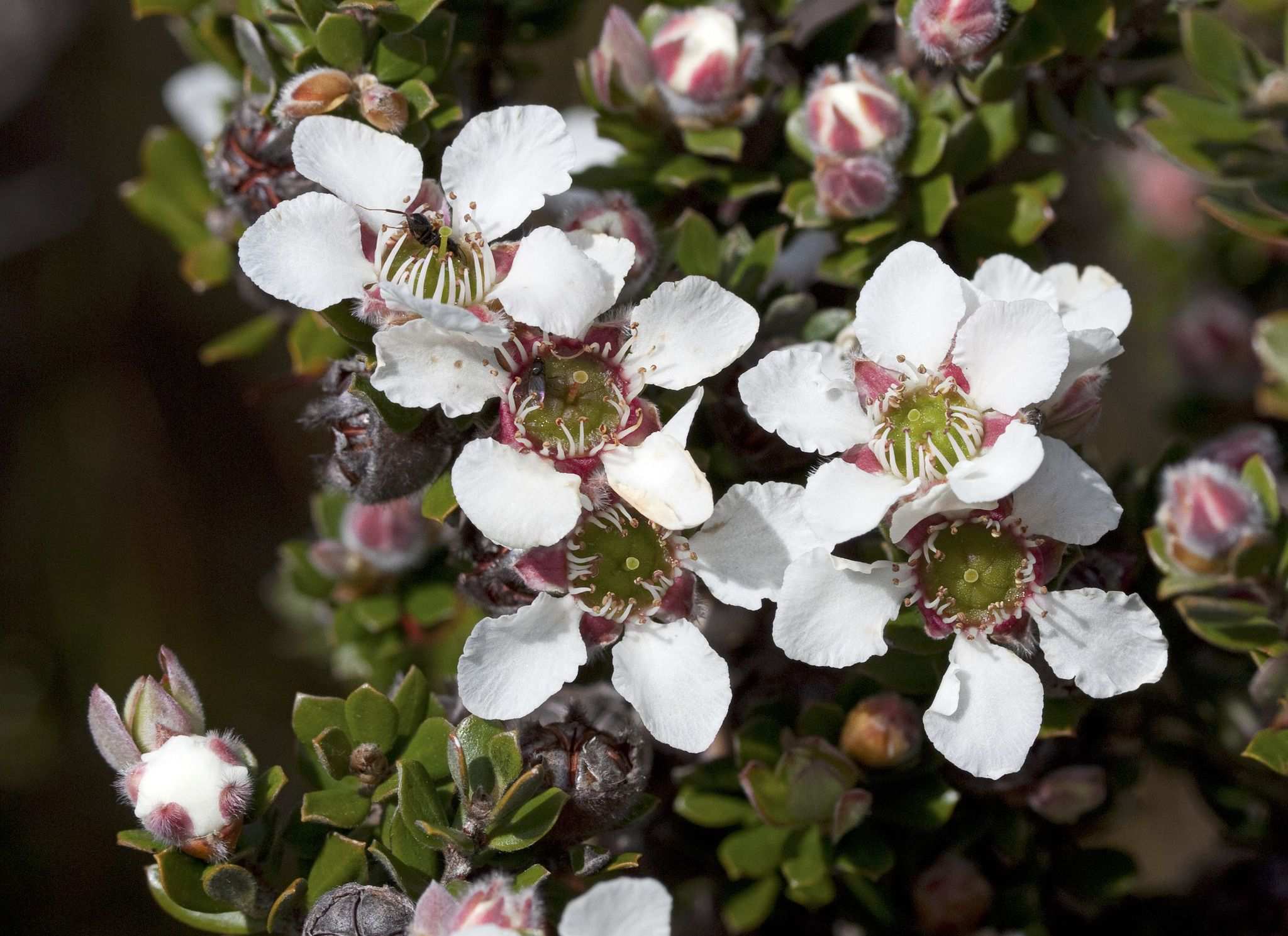 Leptospermum lanigerum
