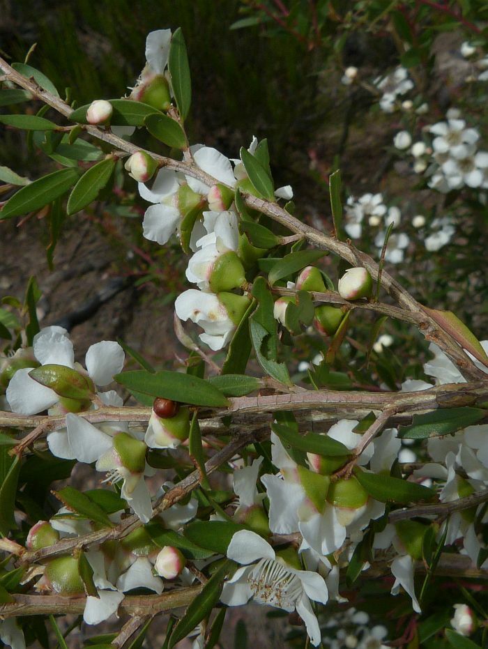 Leptospermum morrisonii