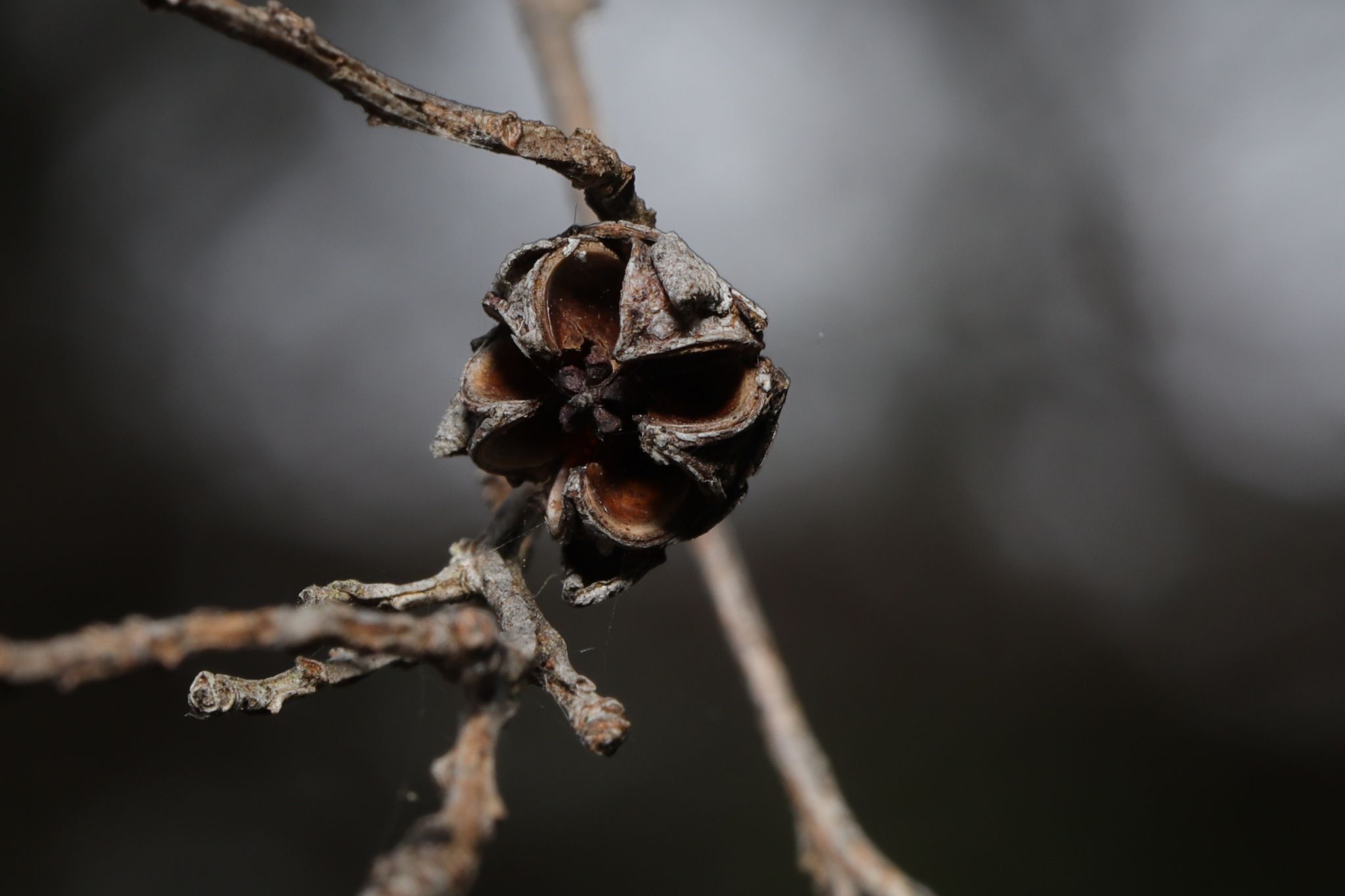 Leptospermum petersonii