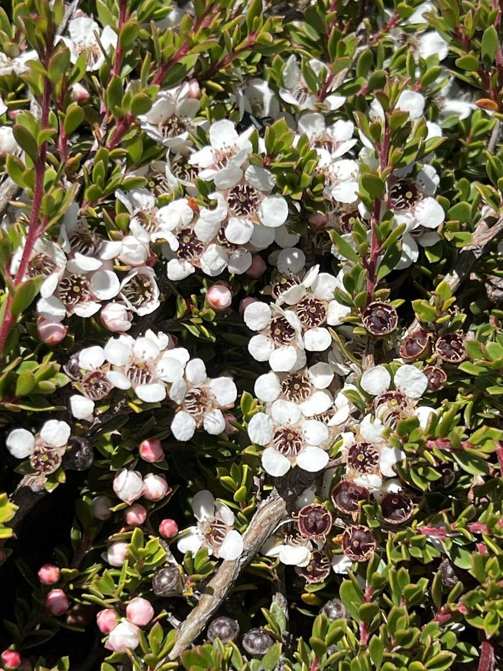 Leptospermum rupestre