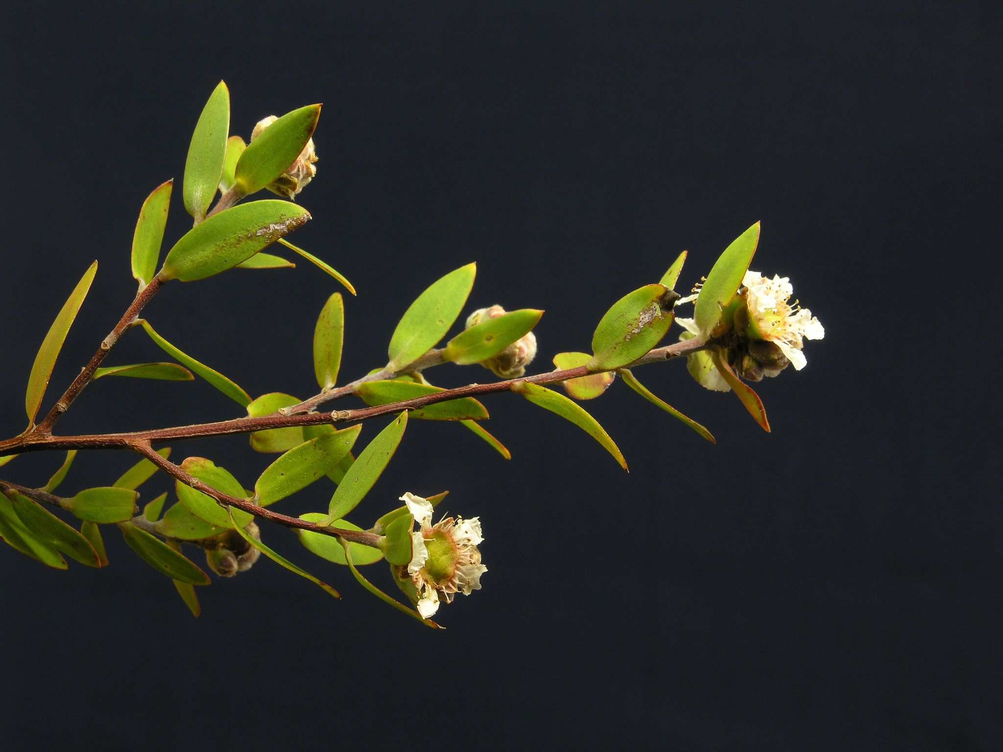Leptospermum sp.