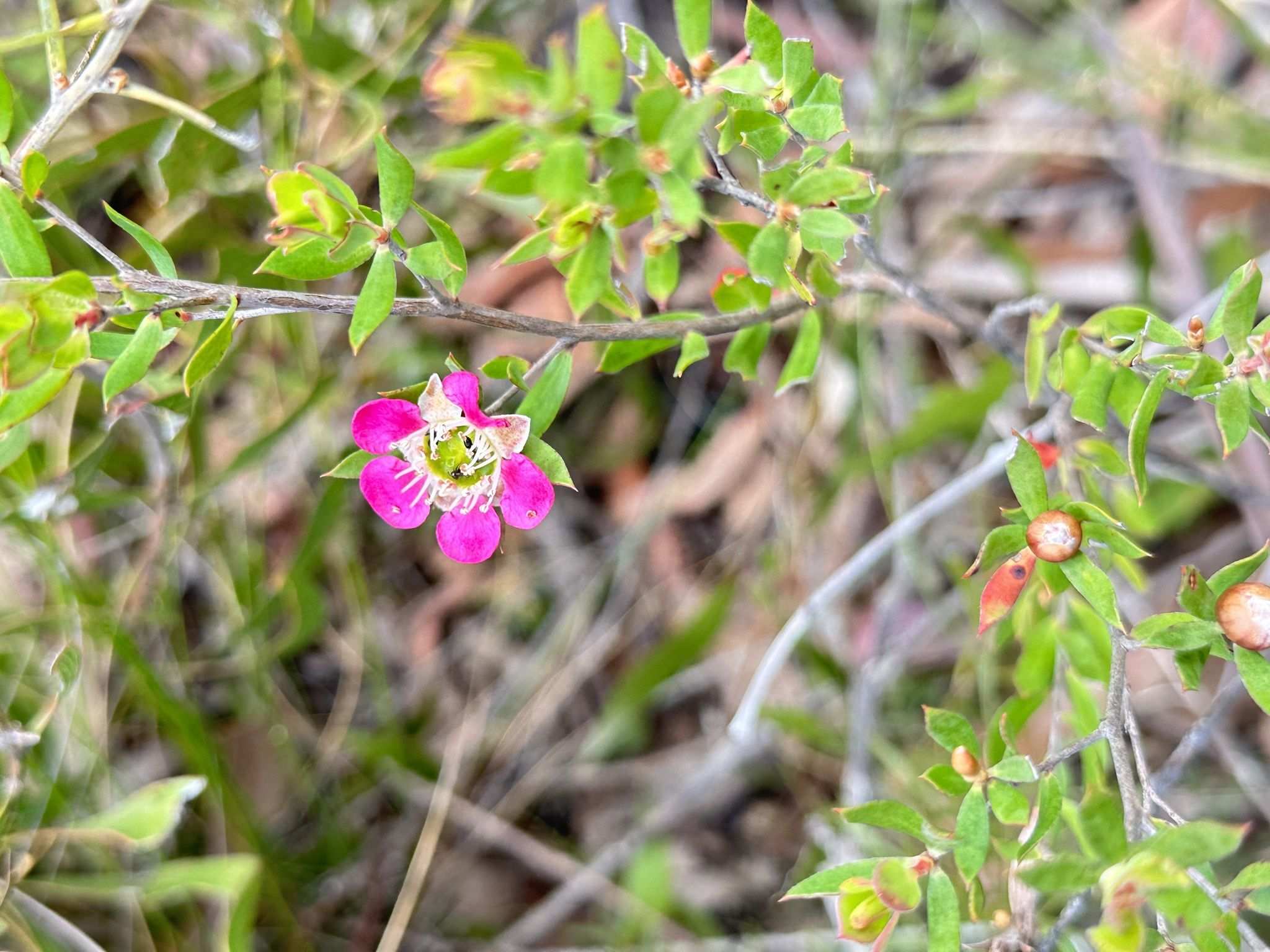 Leptospermum spectabile