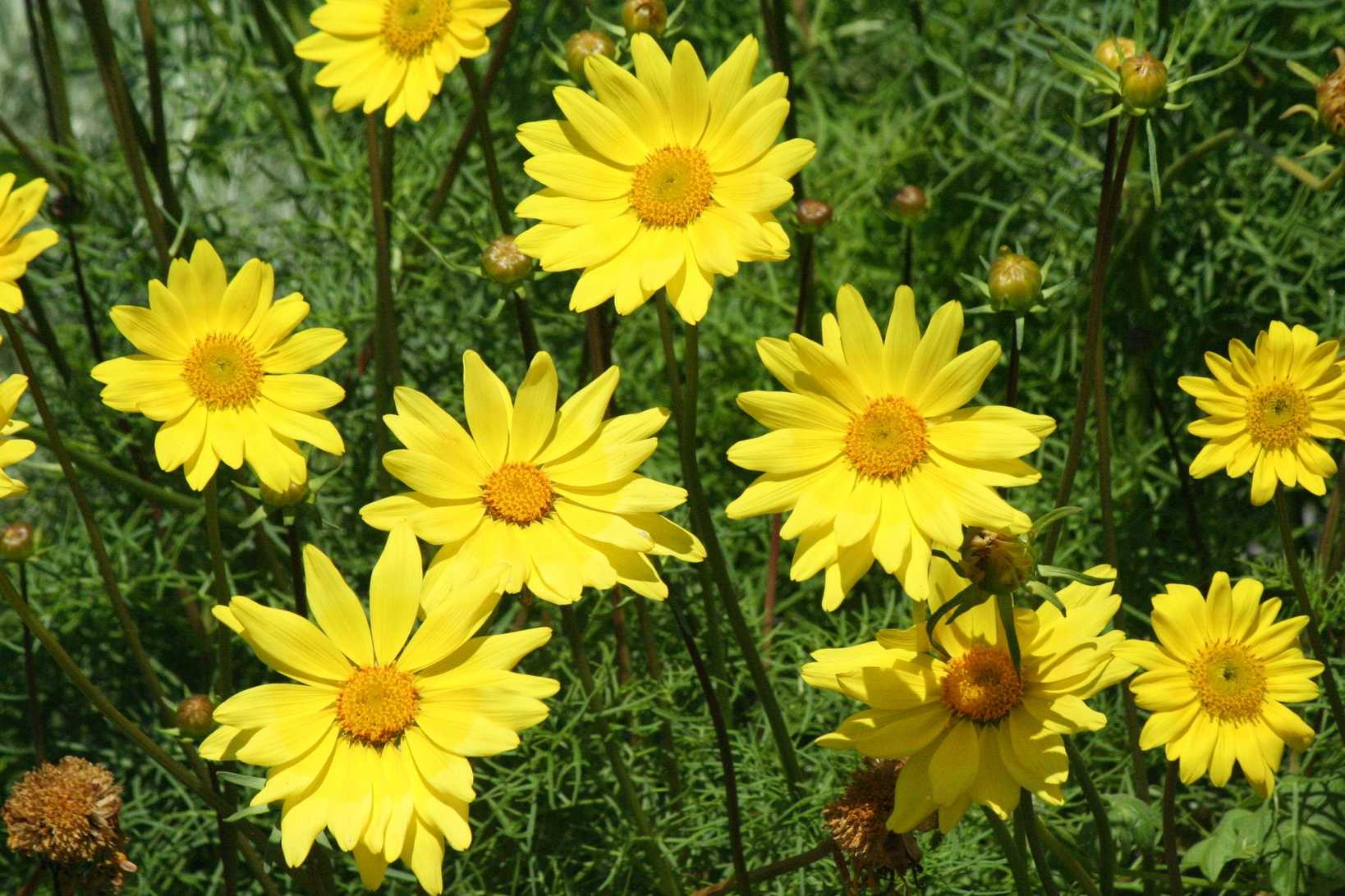 Leptosyne maritima