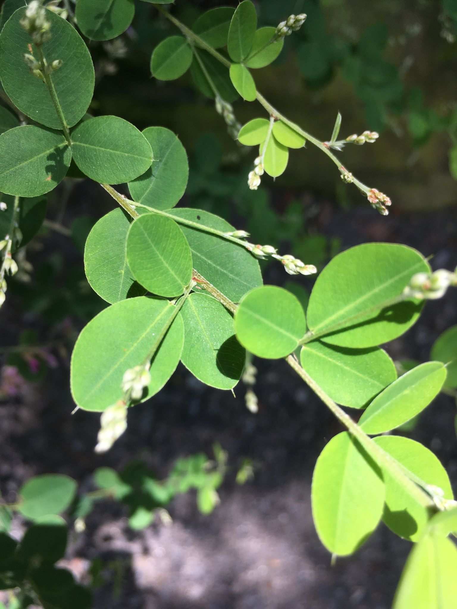 Lespedeza bicolor