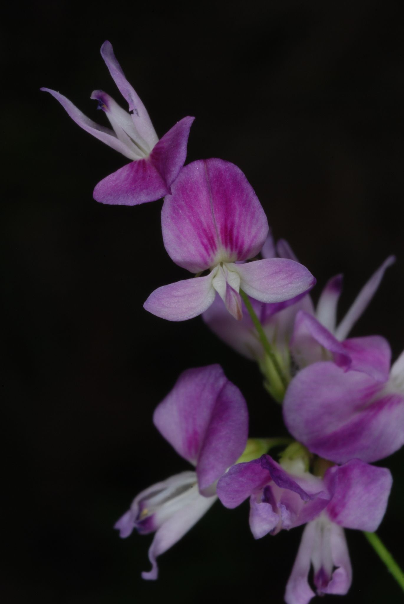Lespedeza repens