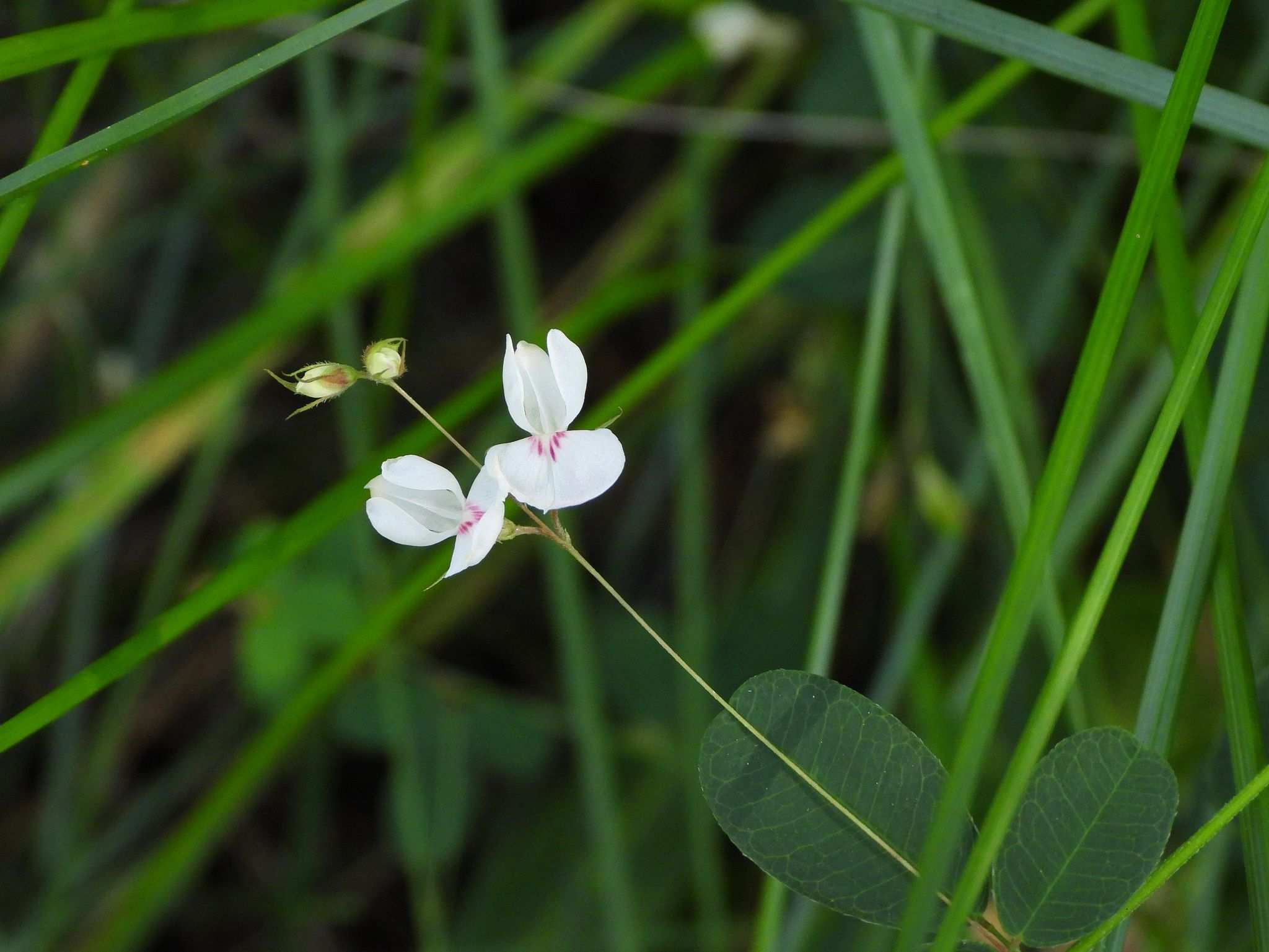 Lespedeza virgata