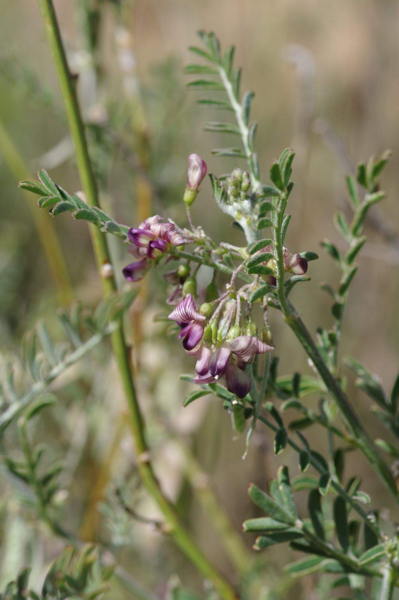 Lessertia brachystachya