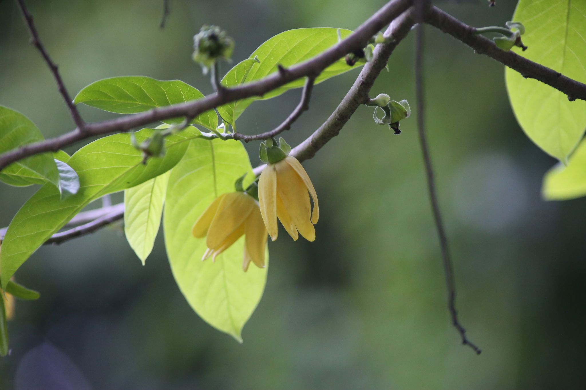 Lettowianthus stellatus