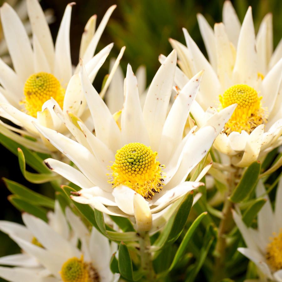 Leucadendron sp.
