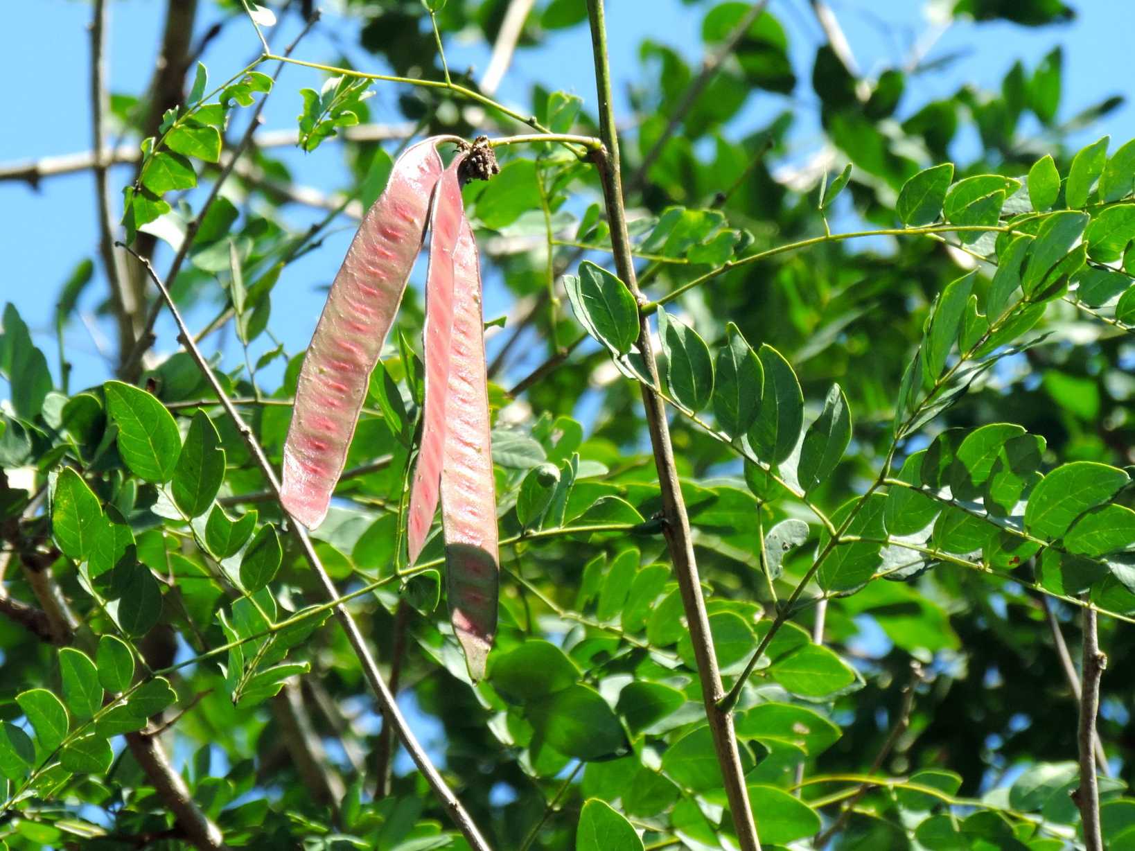 Leucaena lanceolata