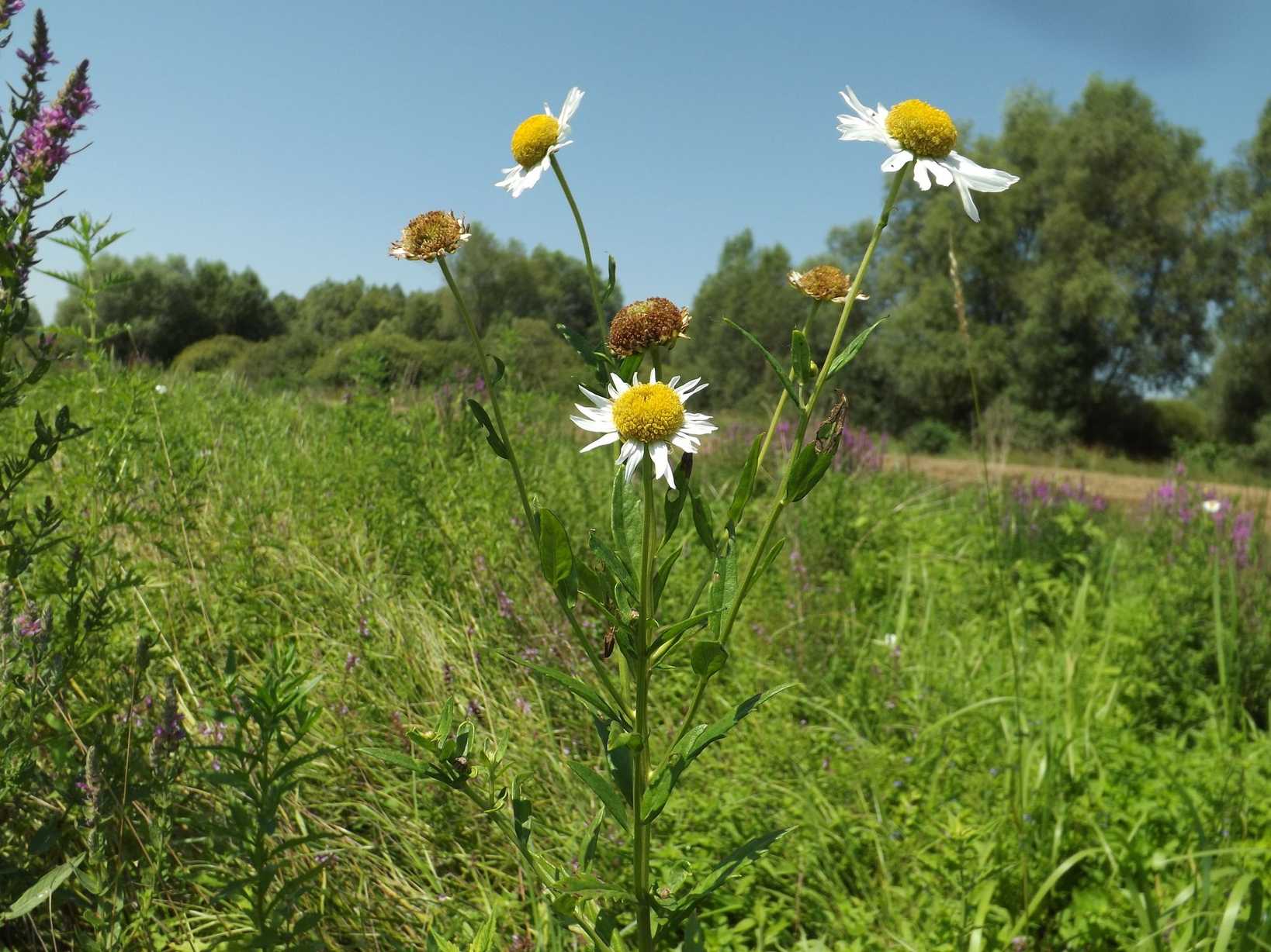 Leucanthemella serotina