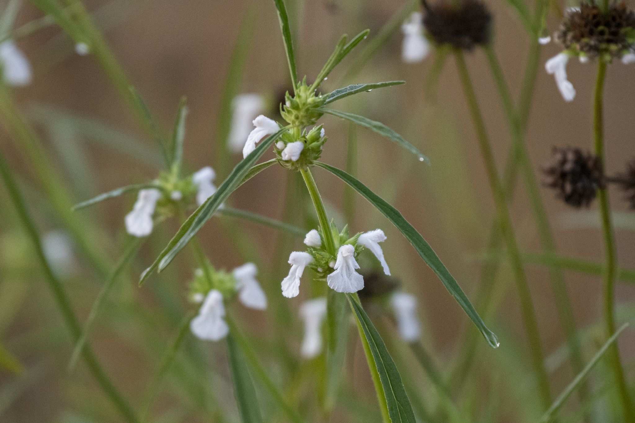 Leucas aspera