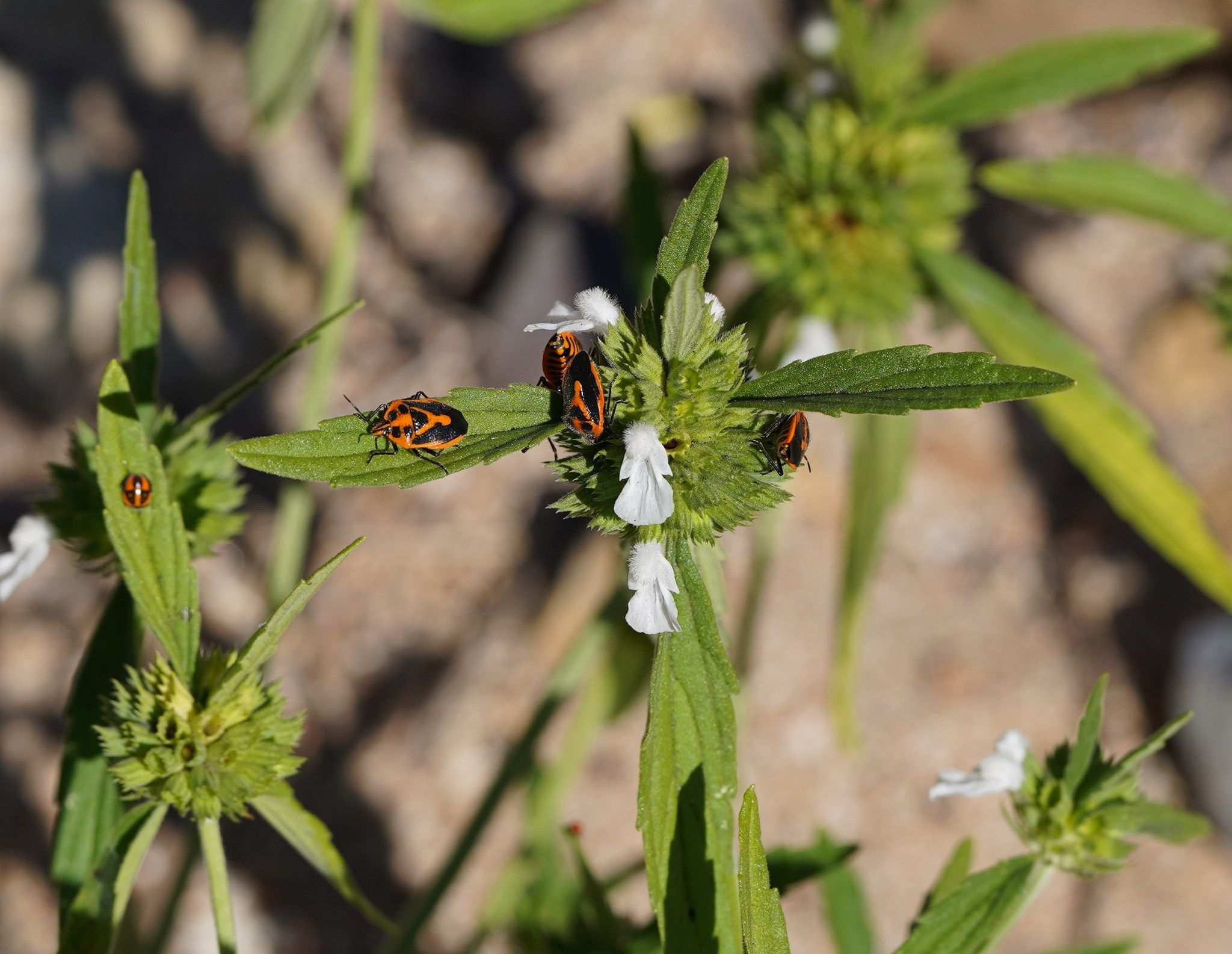 Leucas lavandulifolia