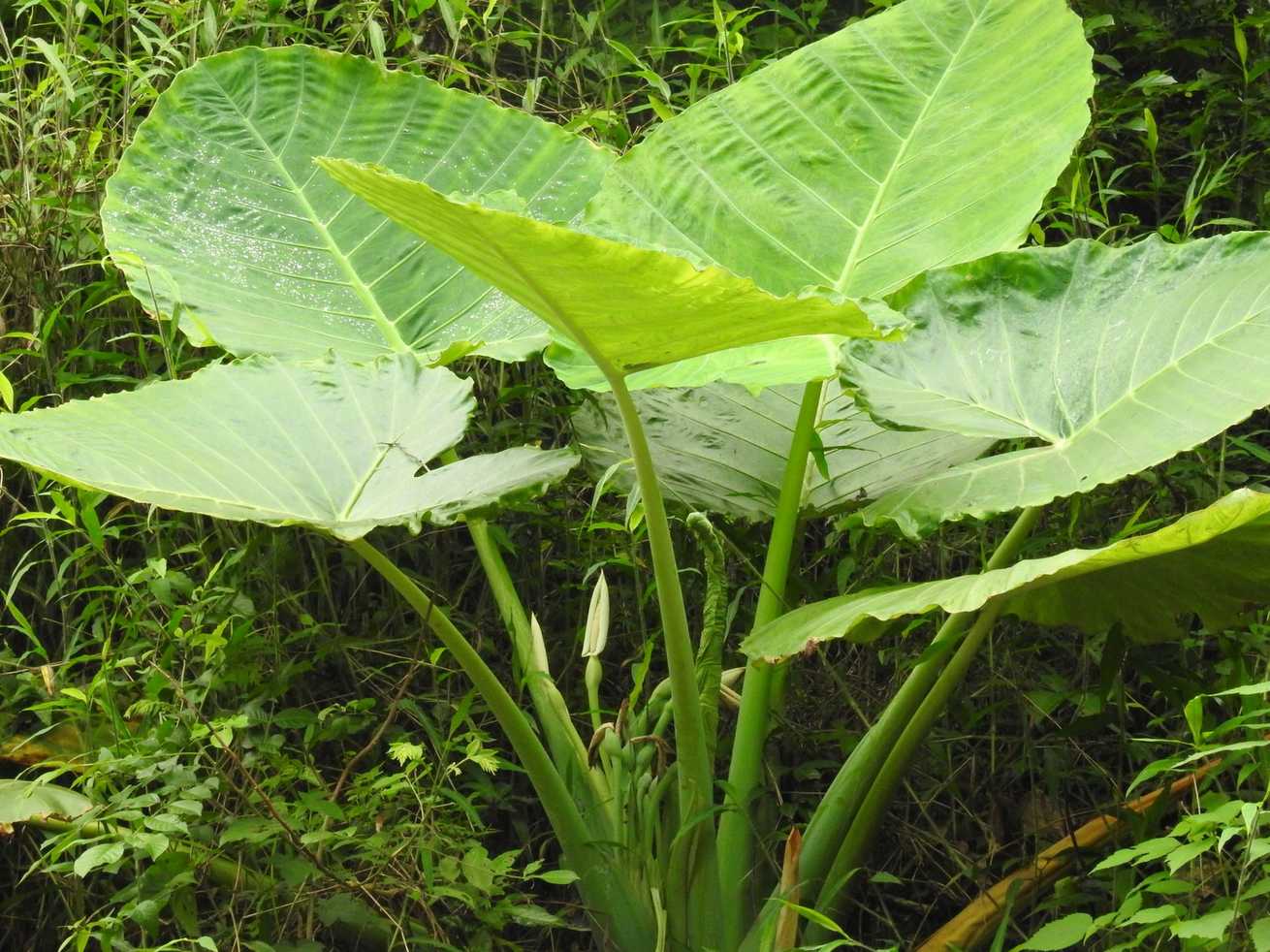 Leucocasia gigantea