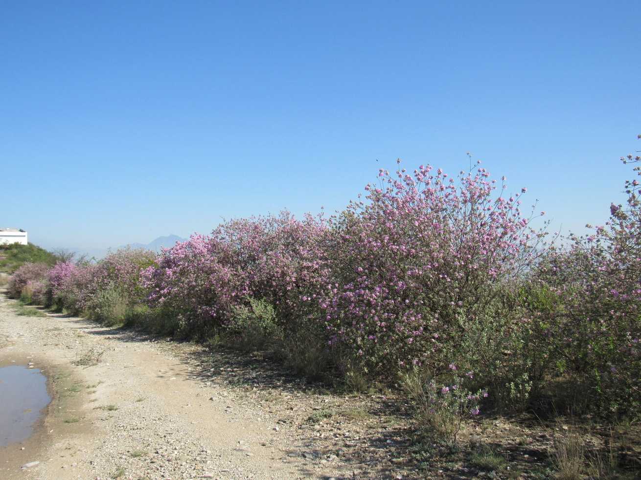 Leucophyllum frutescens