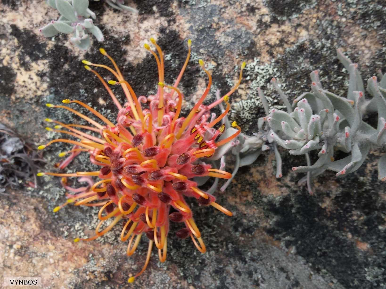 Leucospermum sp.