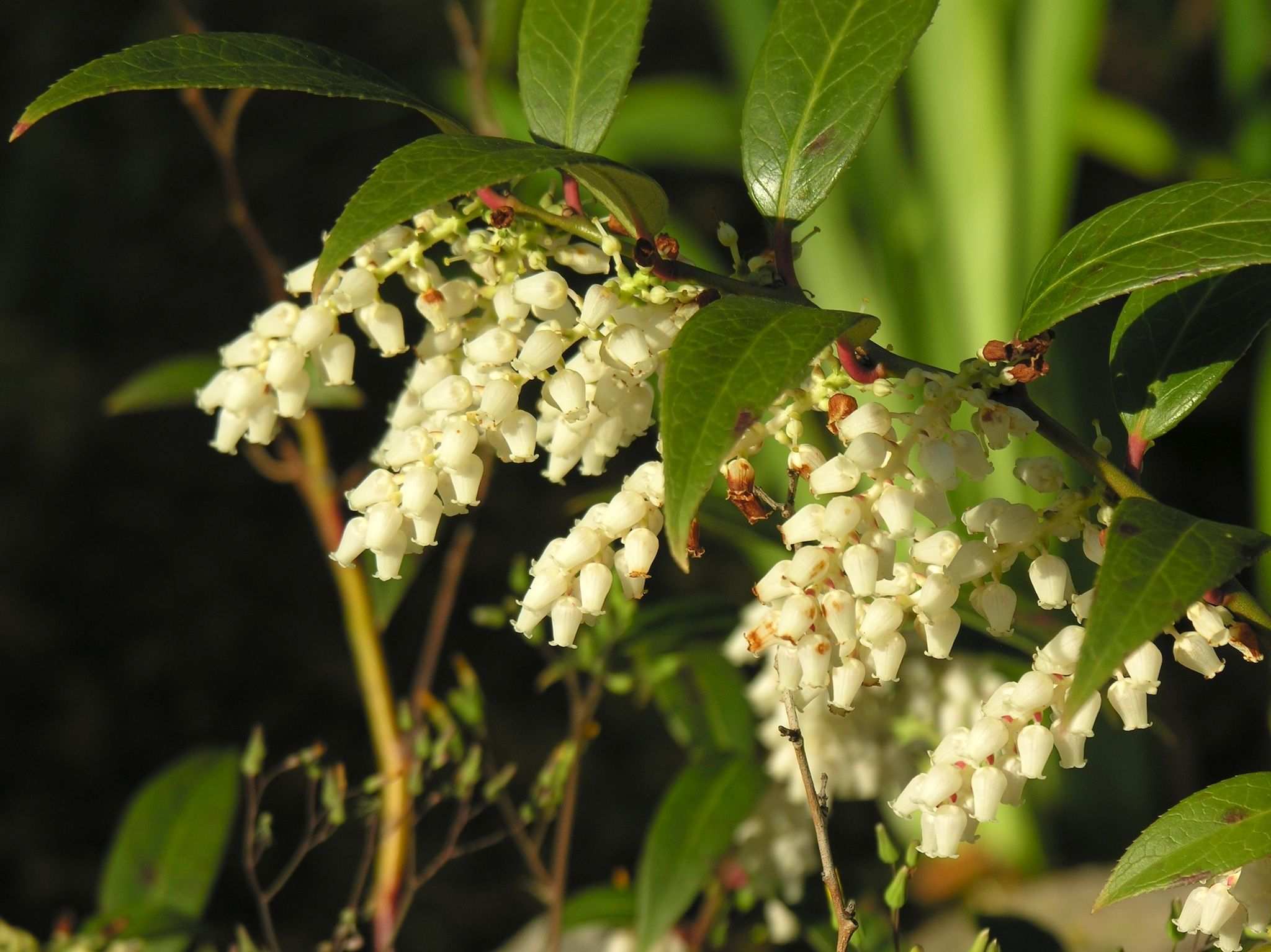 Leucothoe axillaris