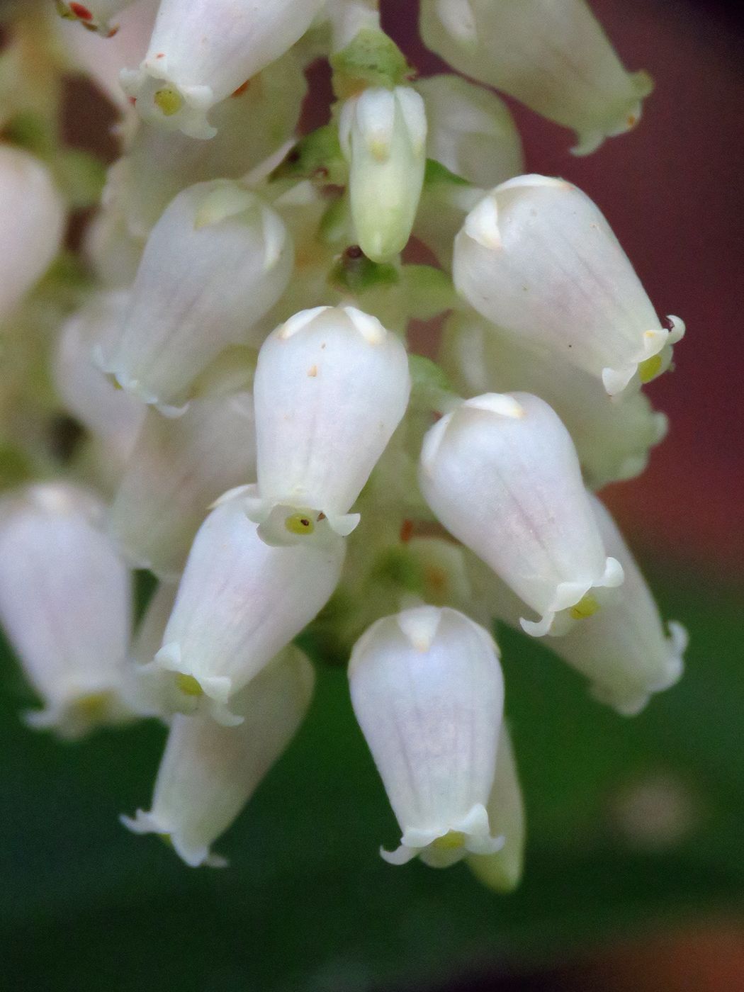 Leucothoe fontanesiana