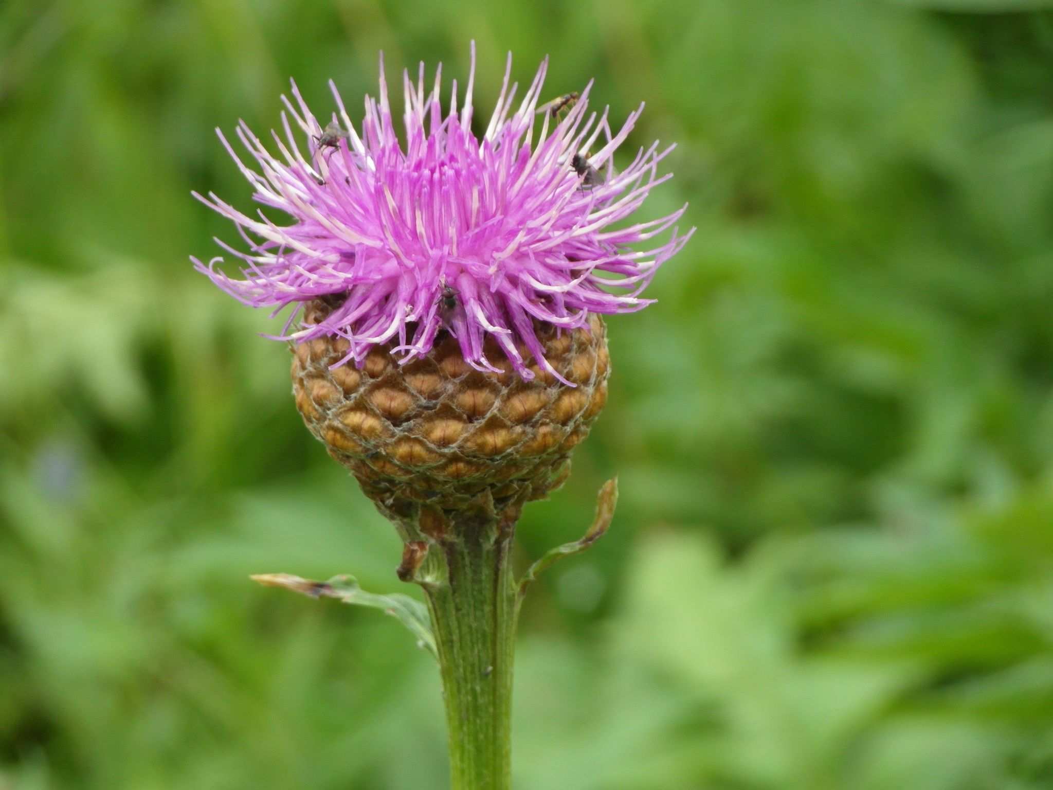 Leuzea carthamoides