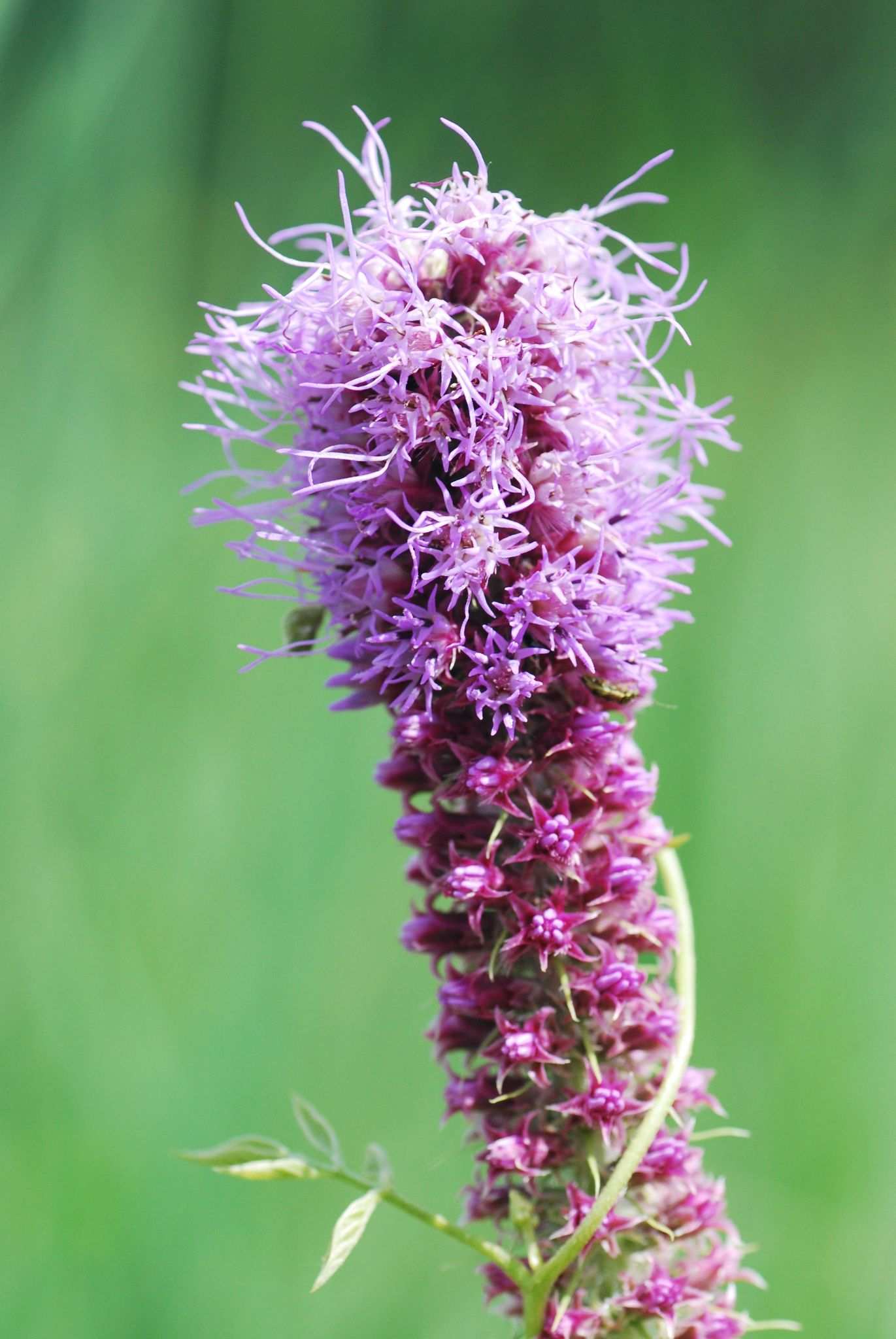 Liatris pycnostachya
