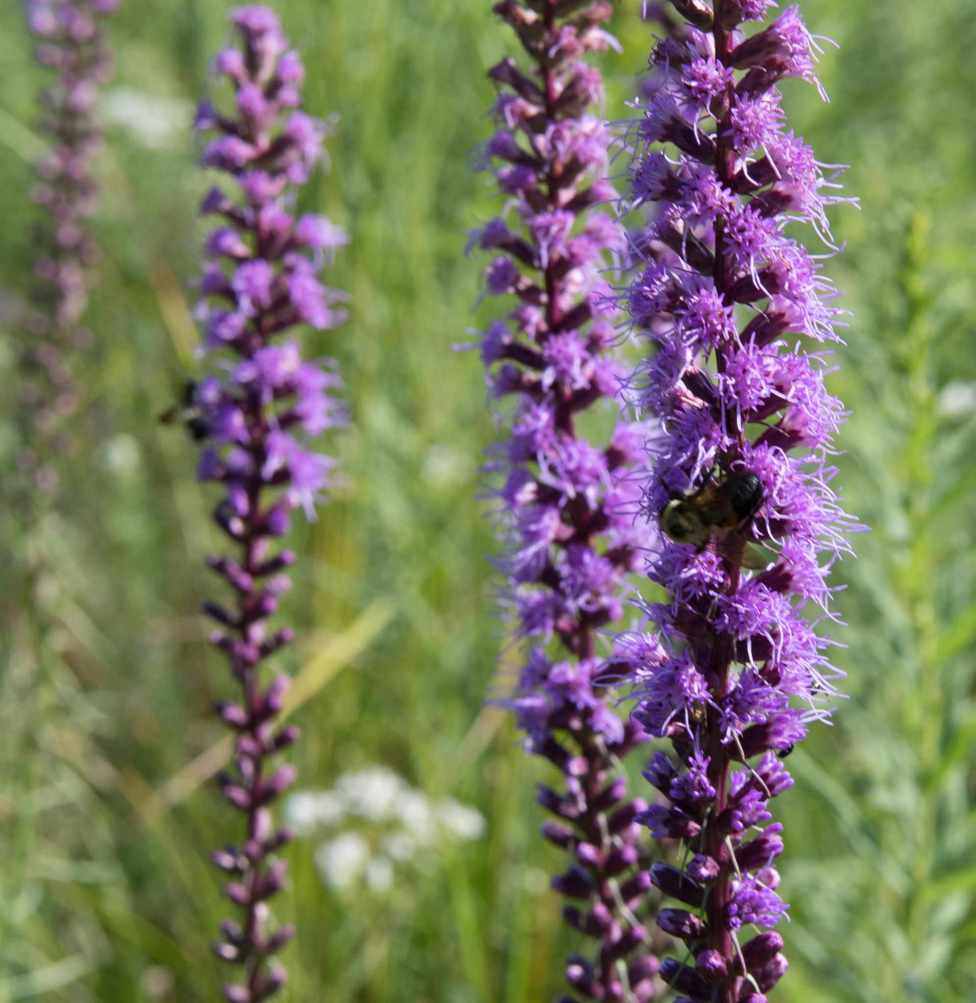 Liatris sp.