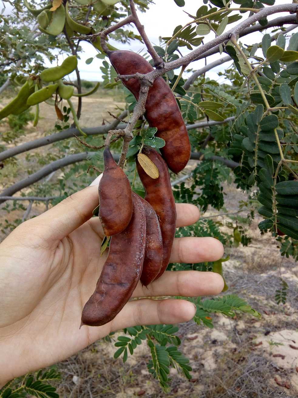 Libidibia ferrea