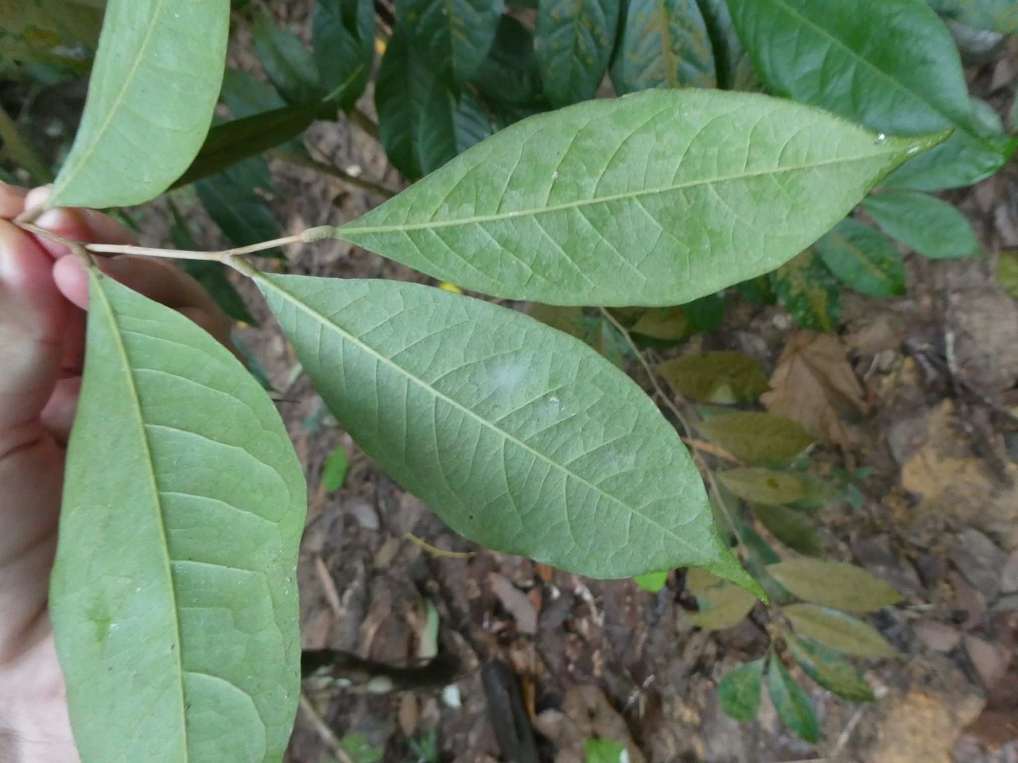 Licania sp.