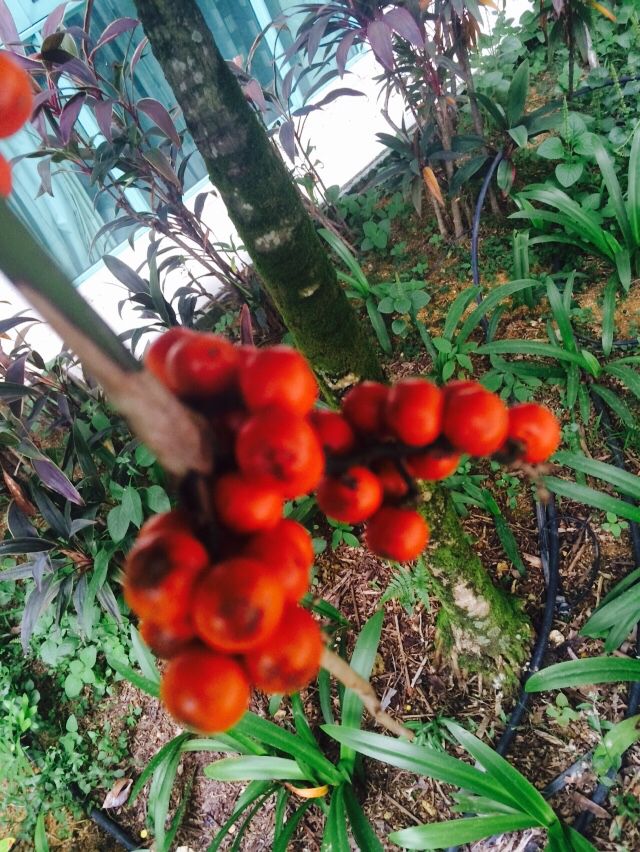 Licuala grandis