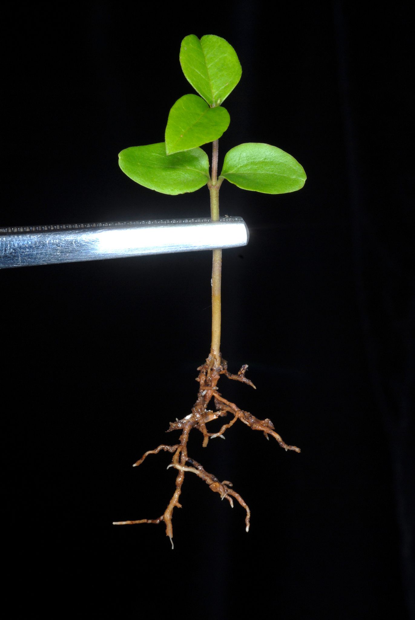 Ligustrum lucidum