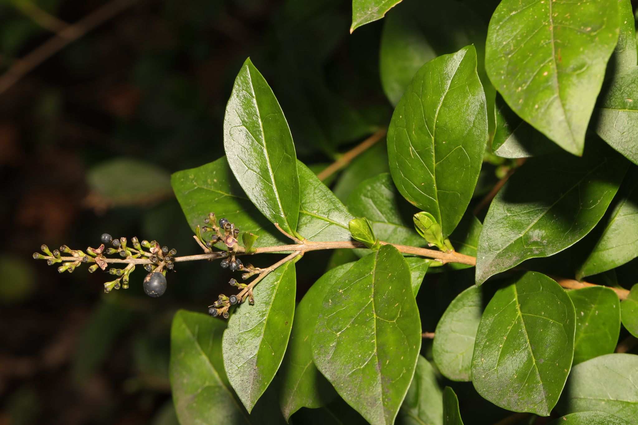 Ligustrum ovalifolium