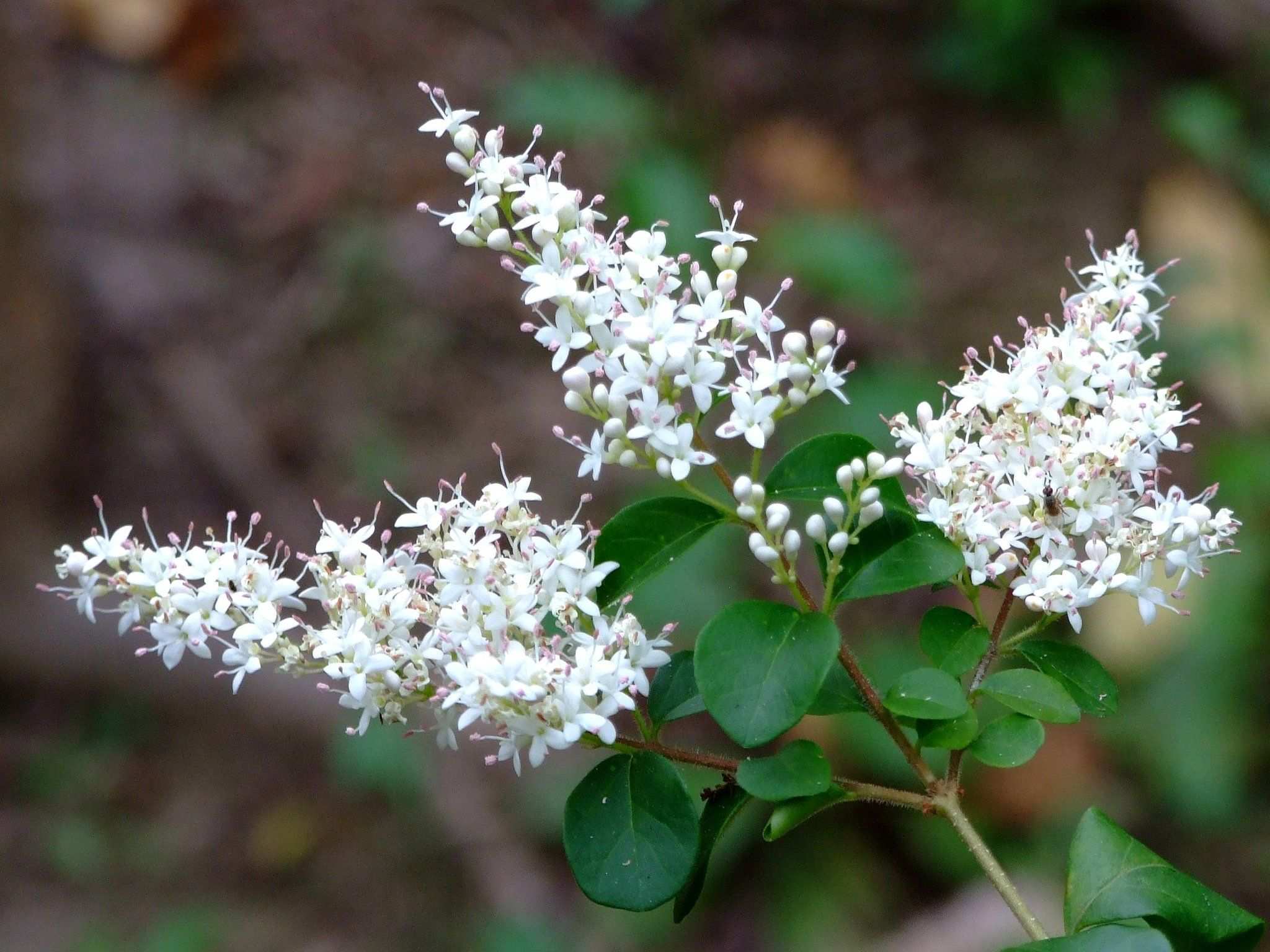 Ligustrum sinense