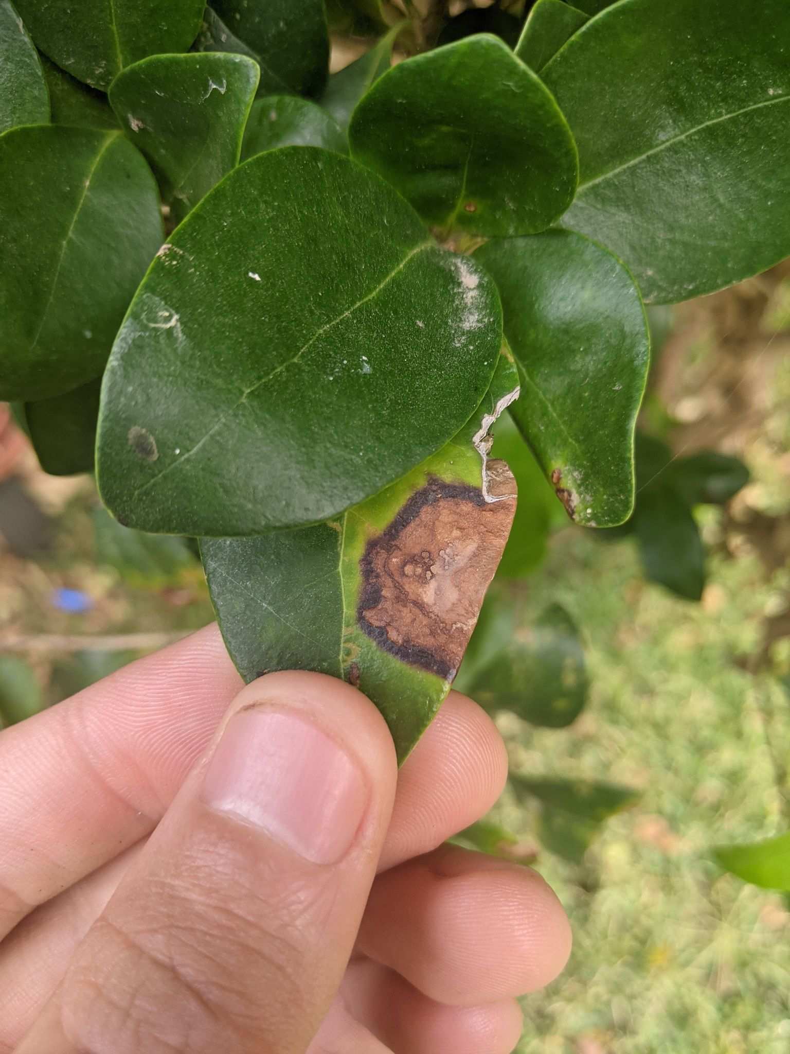 Ligustrum sp.