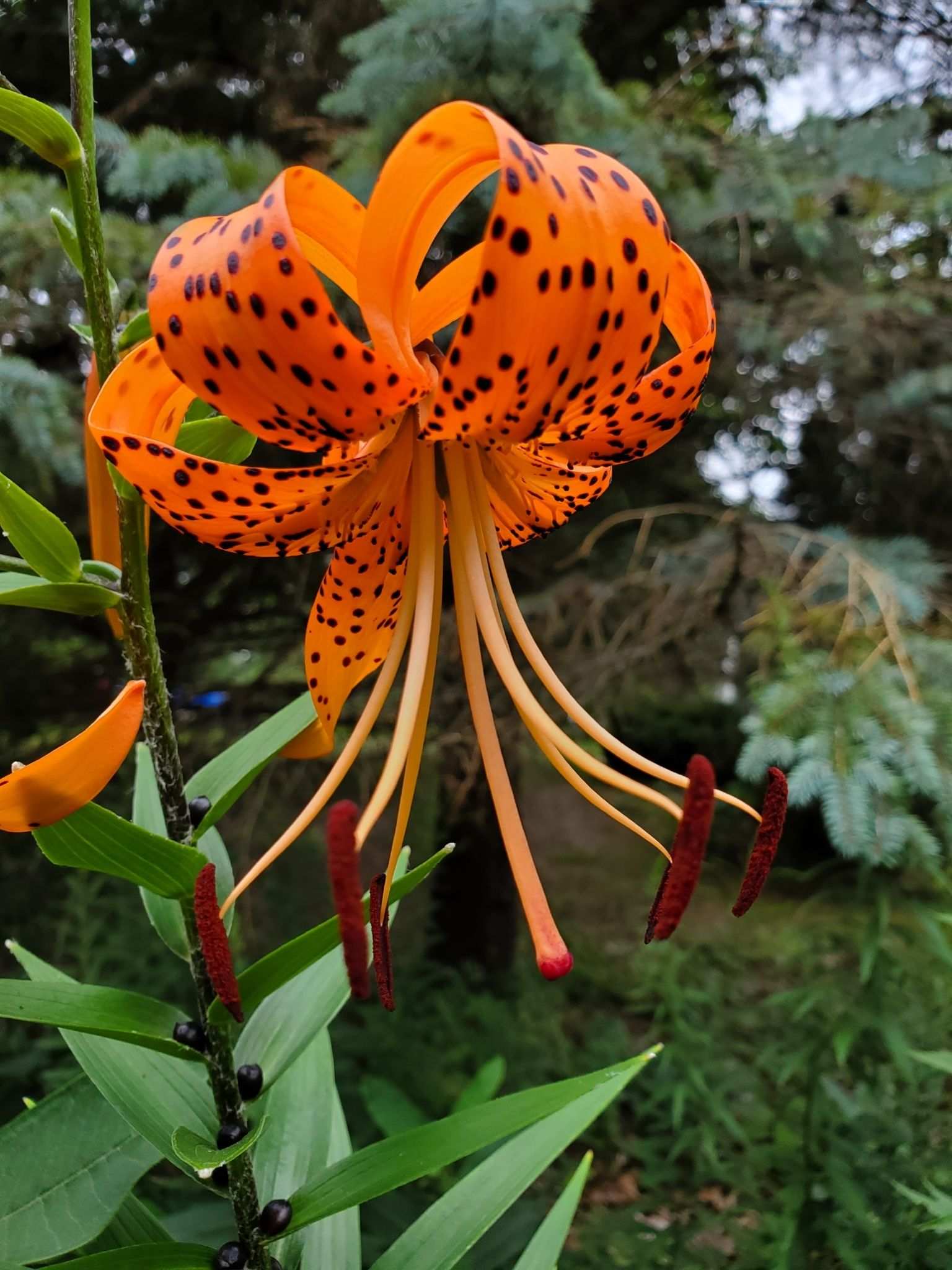 Lilium lancifolium