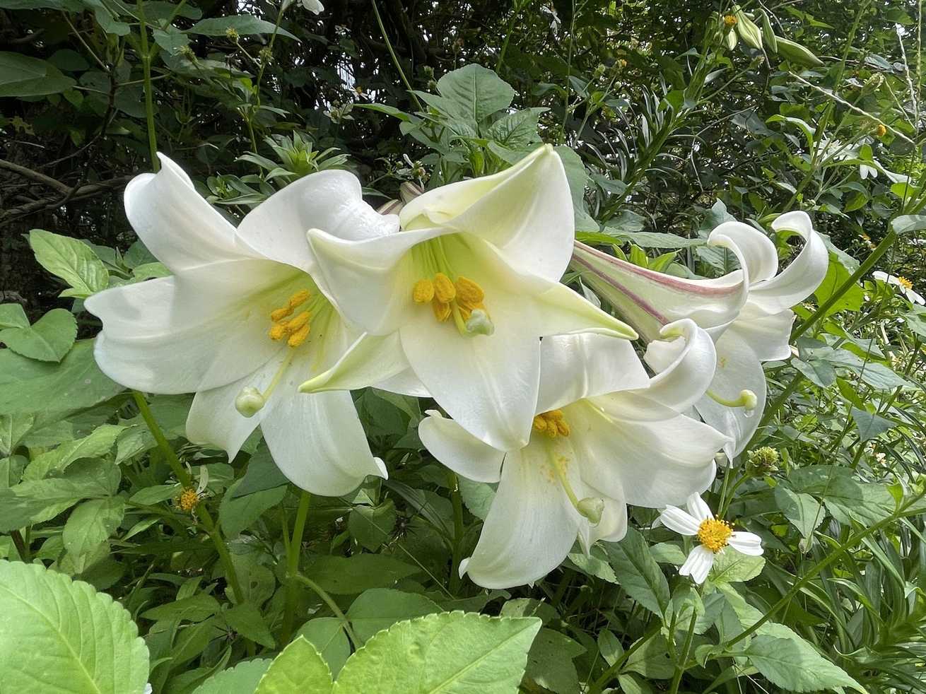 Lilium longiflorum