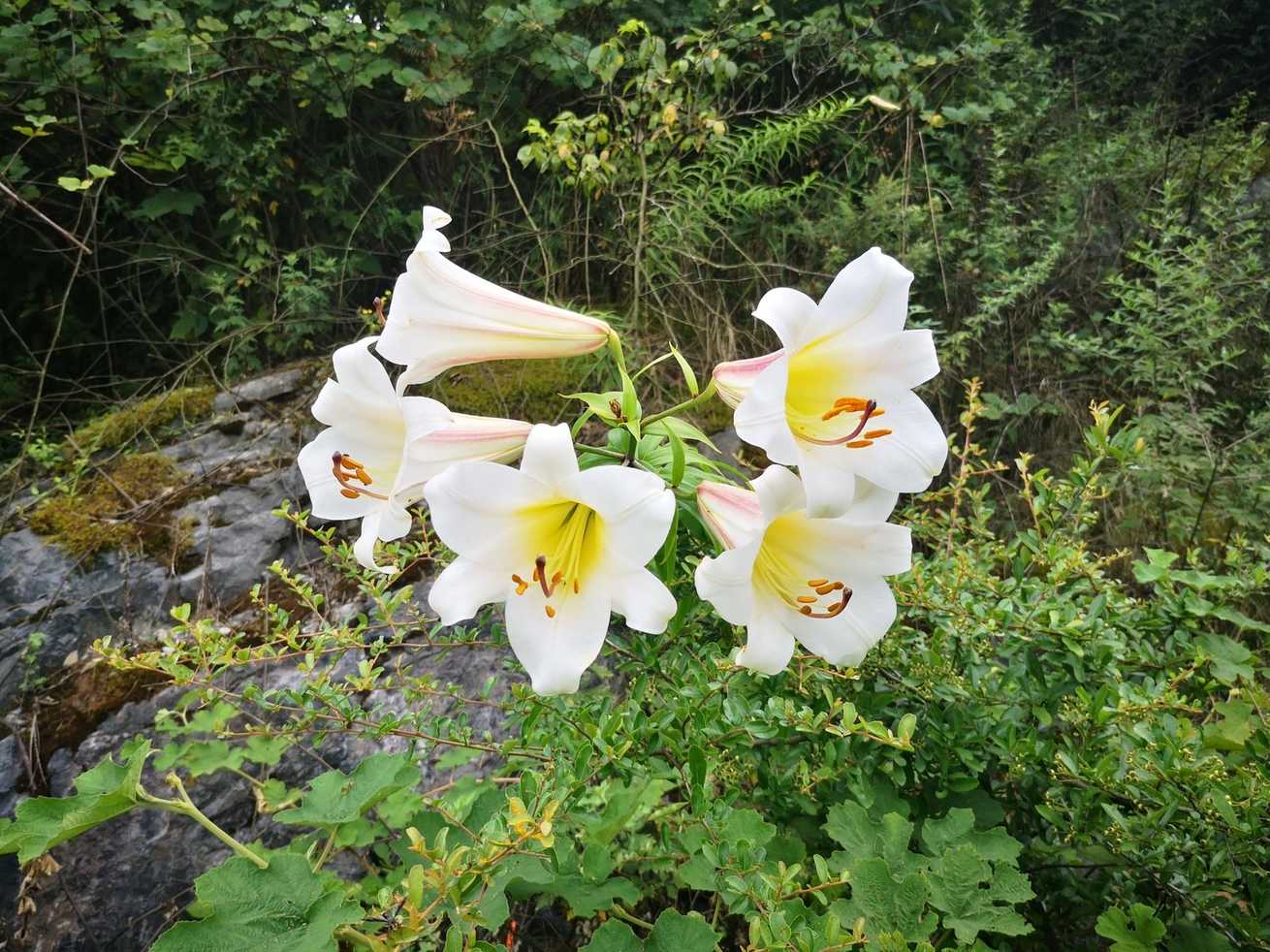 Lilium regale
