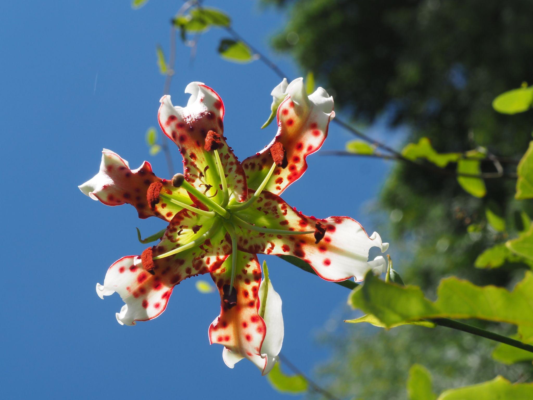 Lilium sp.