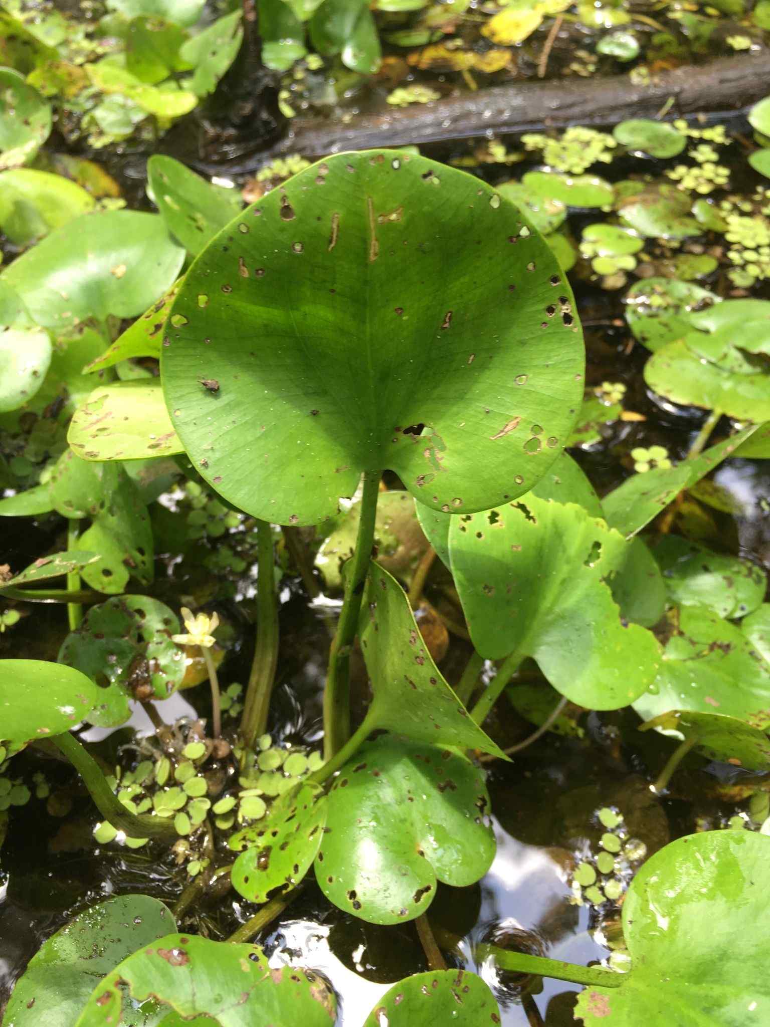 Limnobium spongia