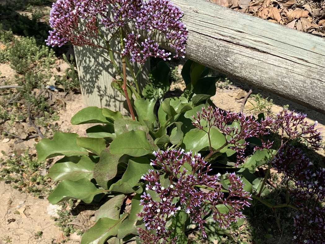 Limonium perezii