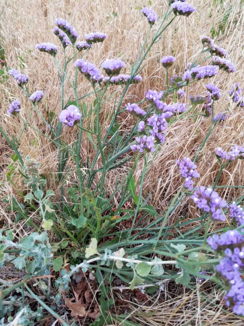 Limonium sinuatum