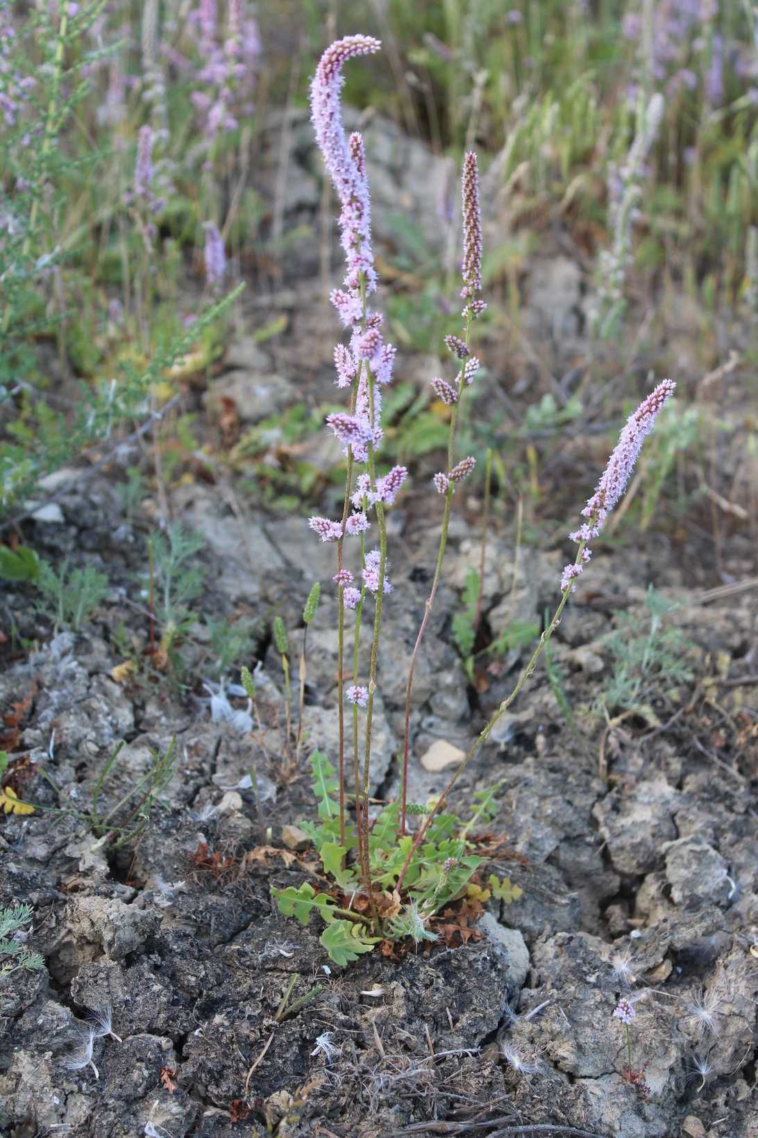 Limonium sp.