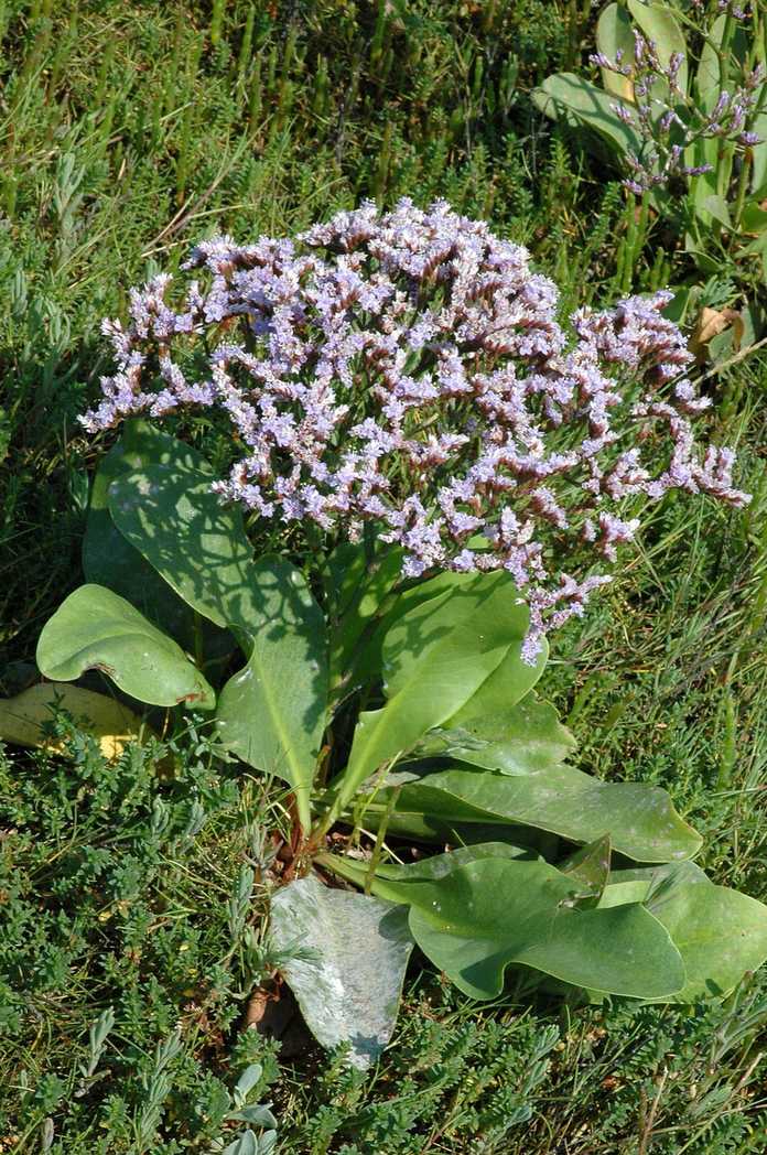 Limonium vulgare