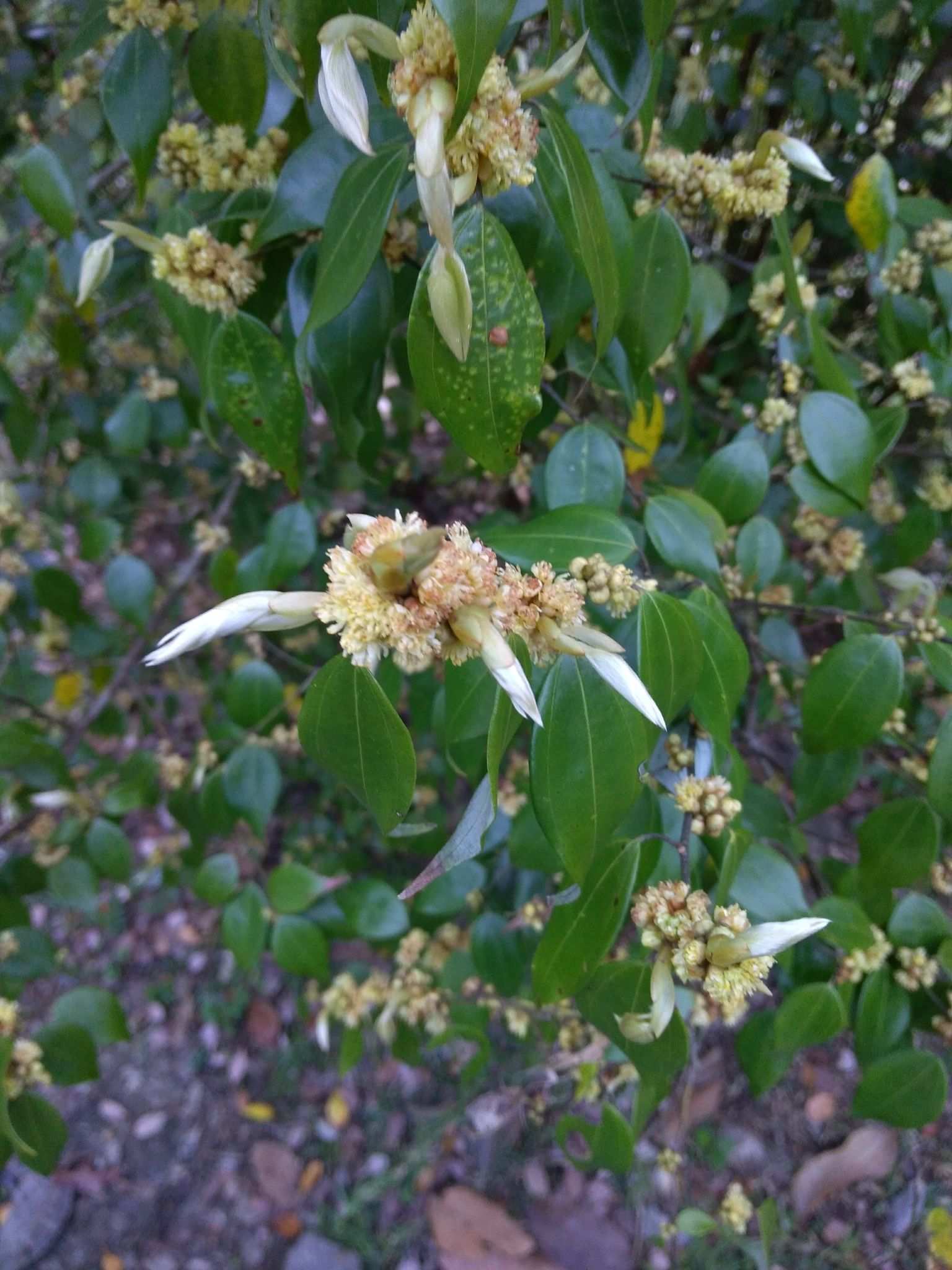 Lindera aggregata
