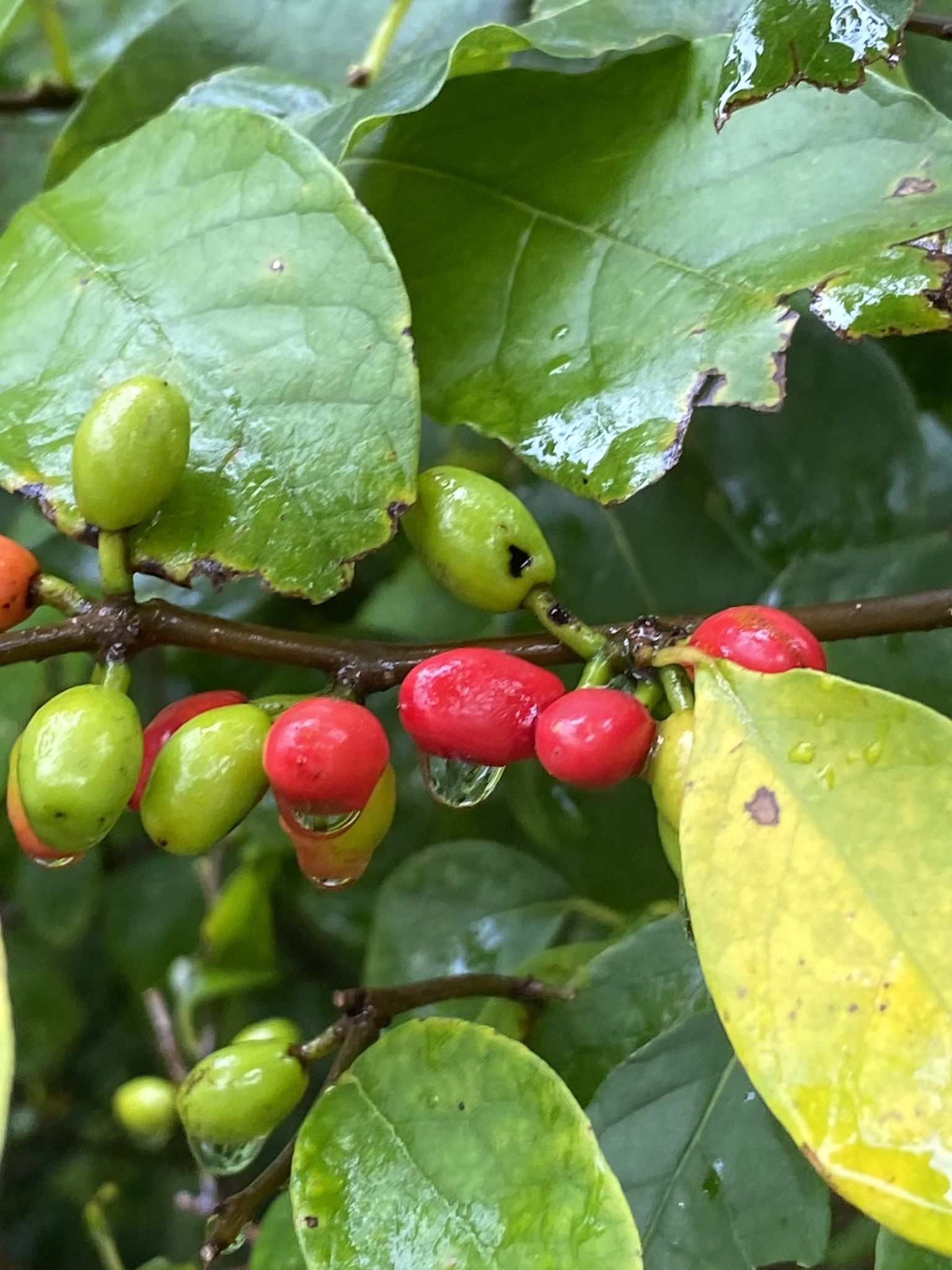 Lindera benzoin