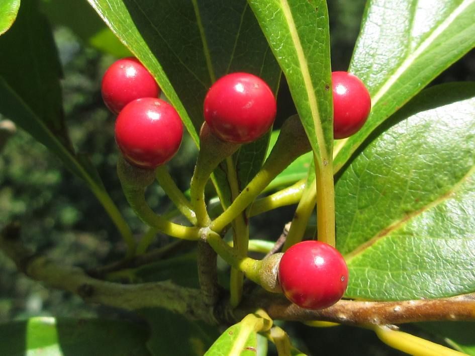Lindera erythrocarpa