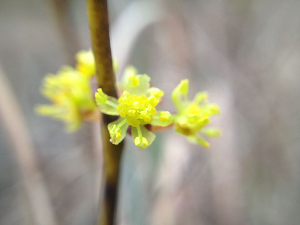 Lindera melissifolia
