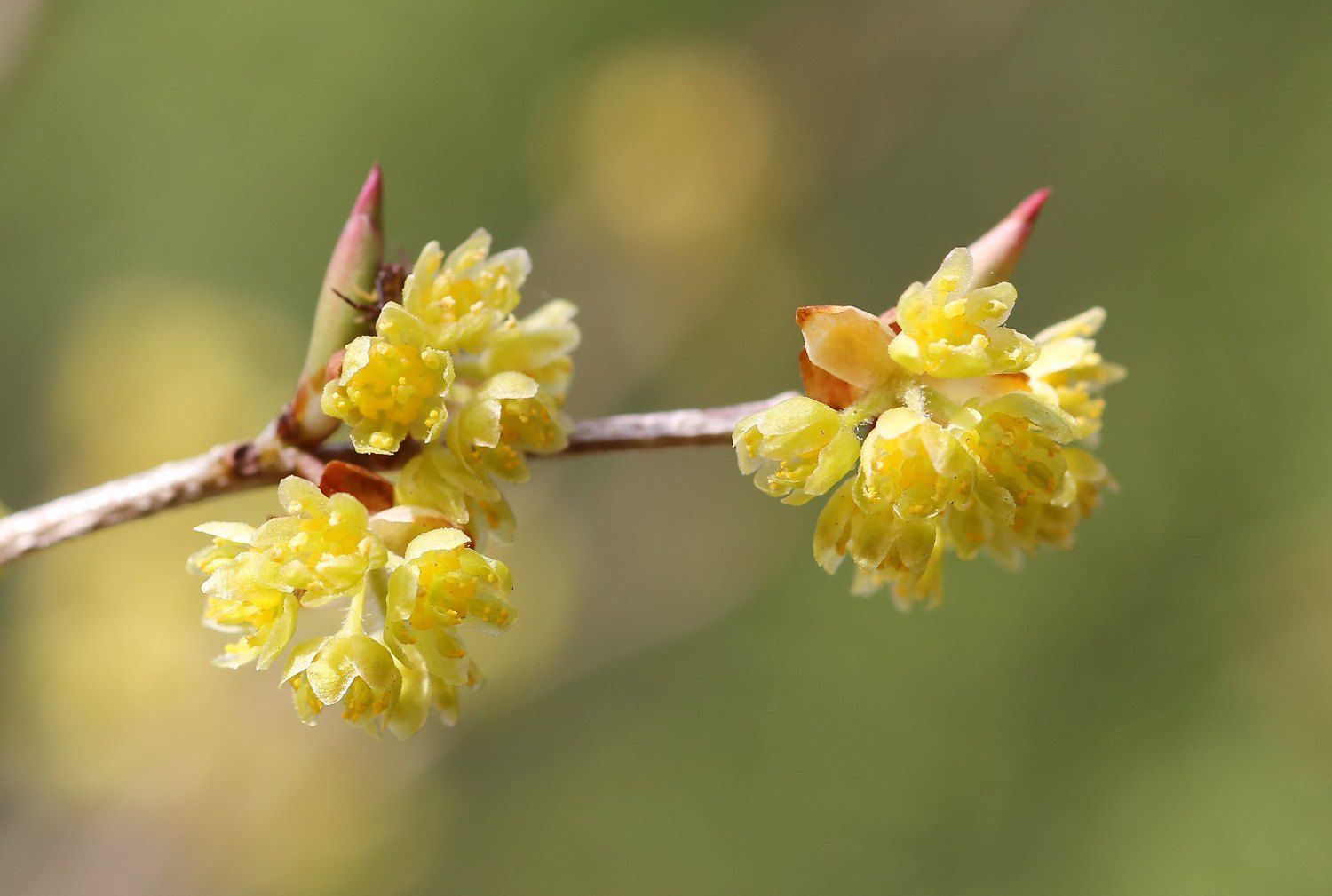 Lindera praecox