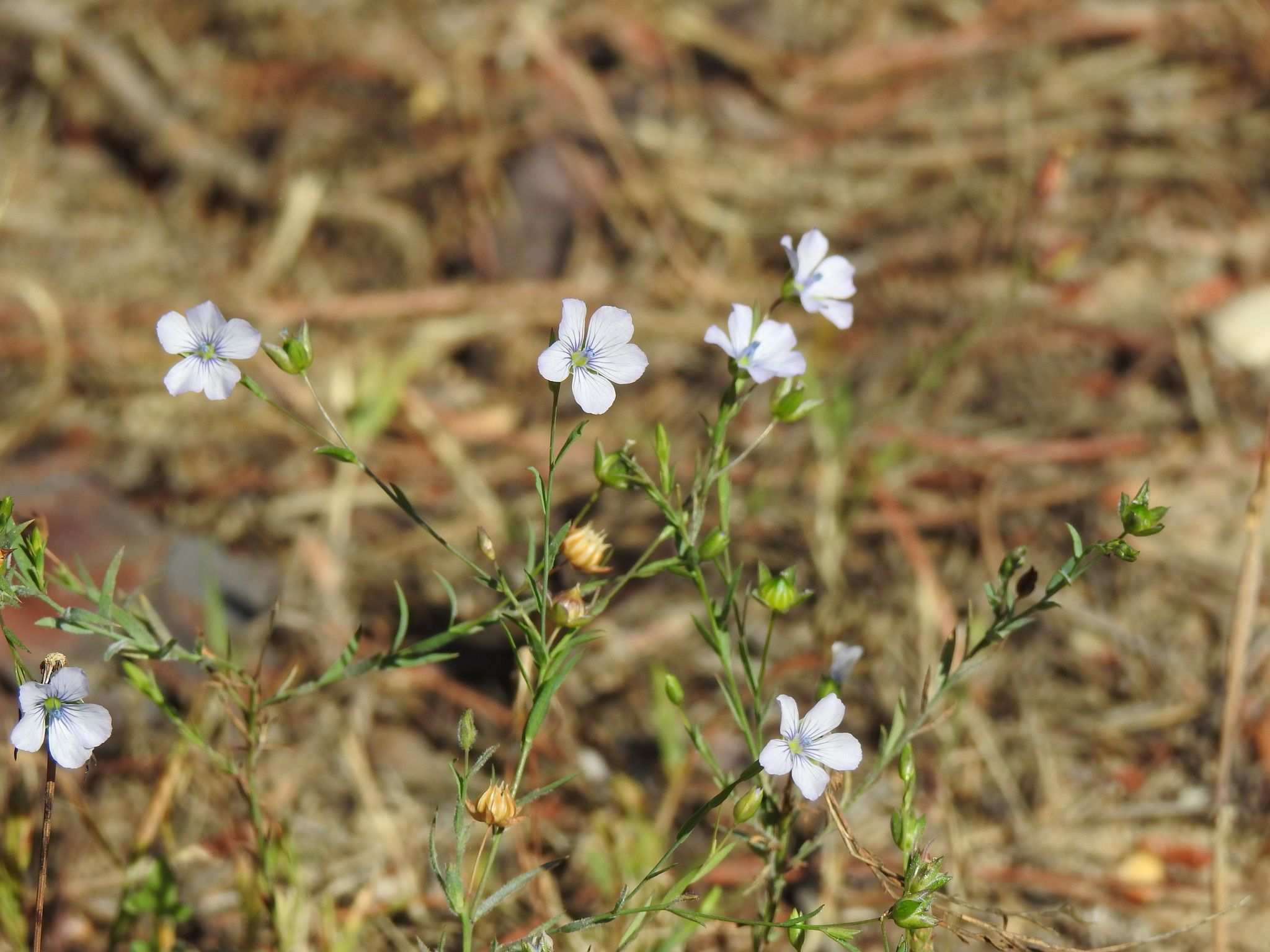 Linum bienne